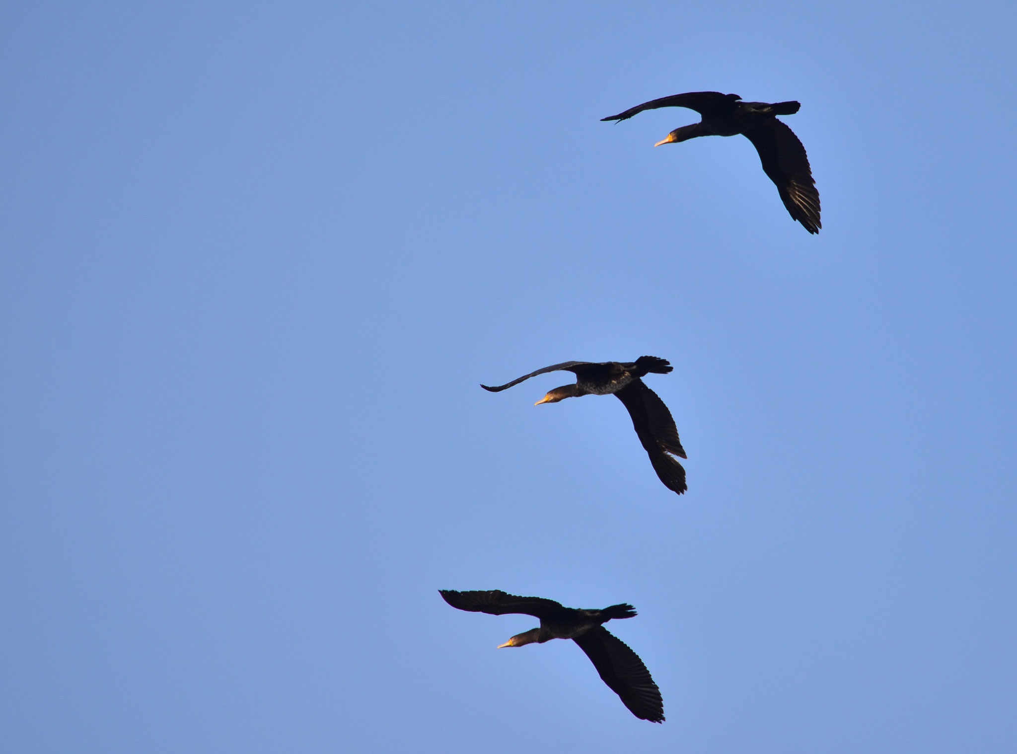 Cormorans (Petite Camargue alsacienne, Haut-Rhin)  Janvier 2017