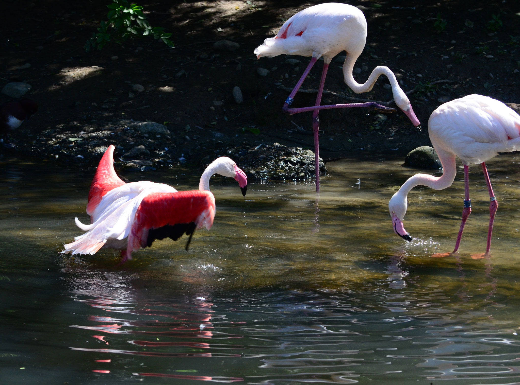 Flamants roses