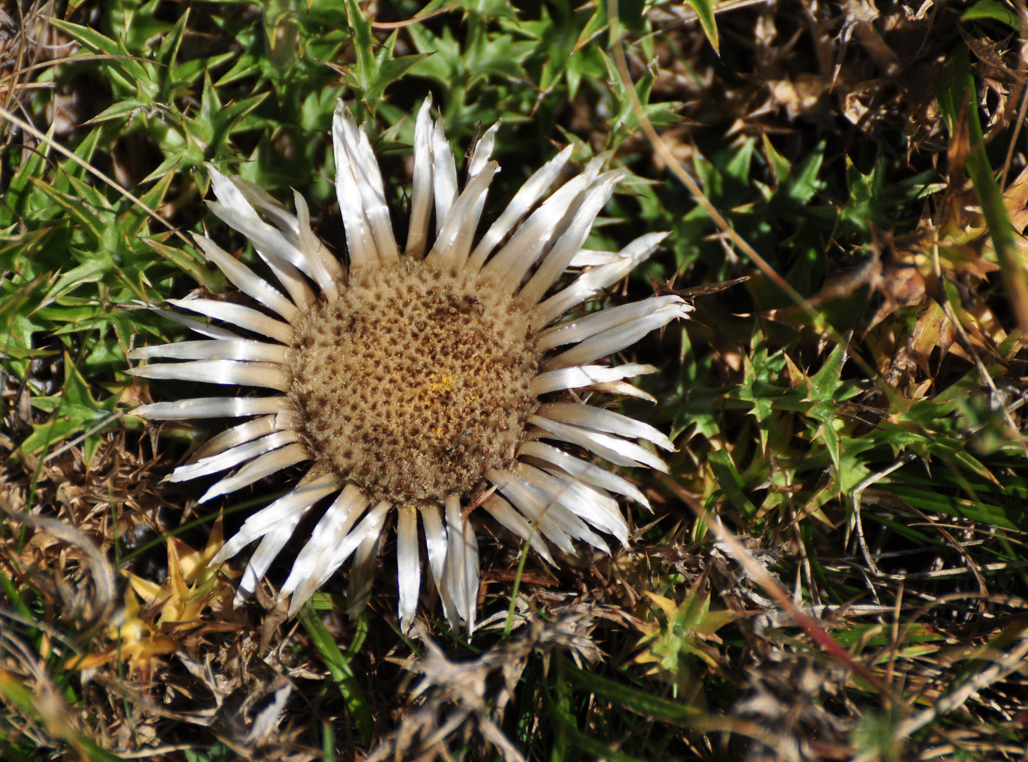 Carline (Pyrénées espagnoles)  Octobre 2012