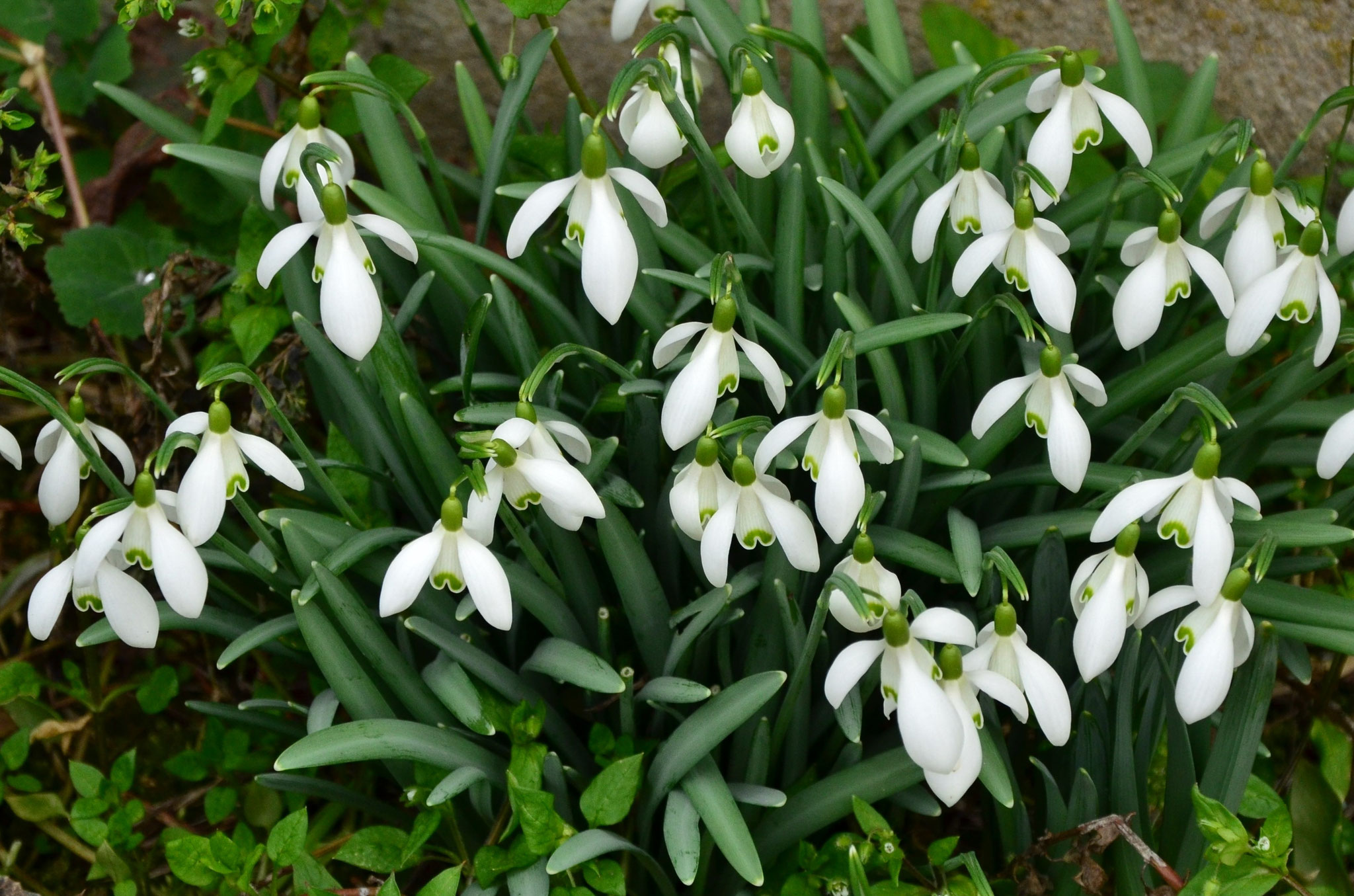 Perce-neige