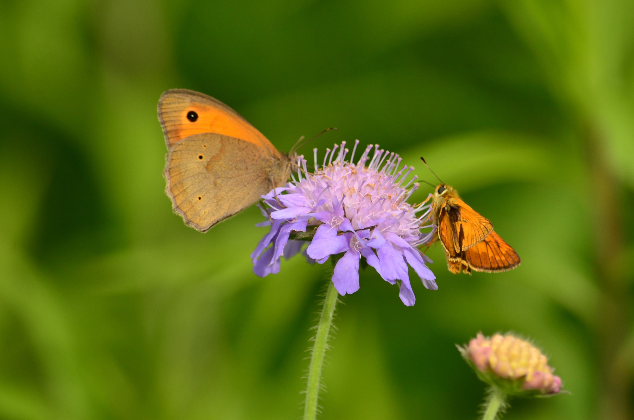 Rencontre au sommet