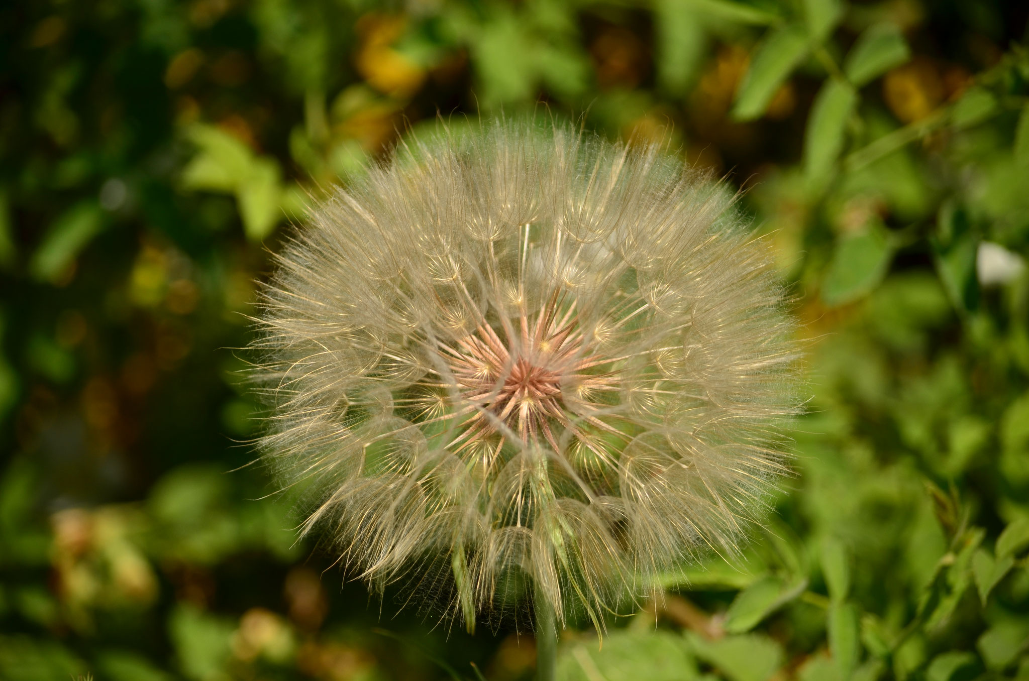 Boule de graines