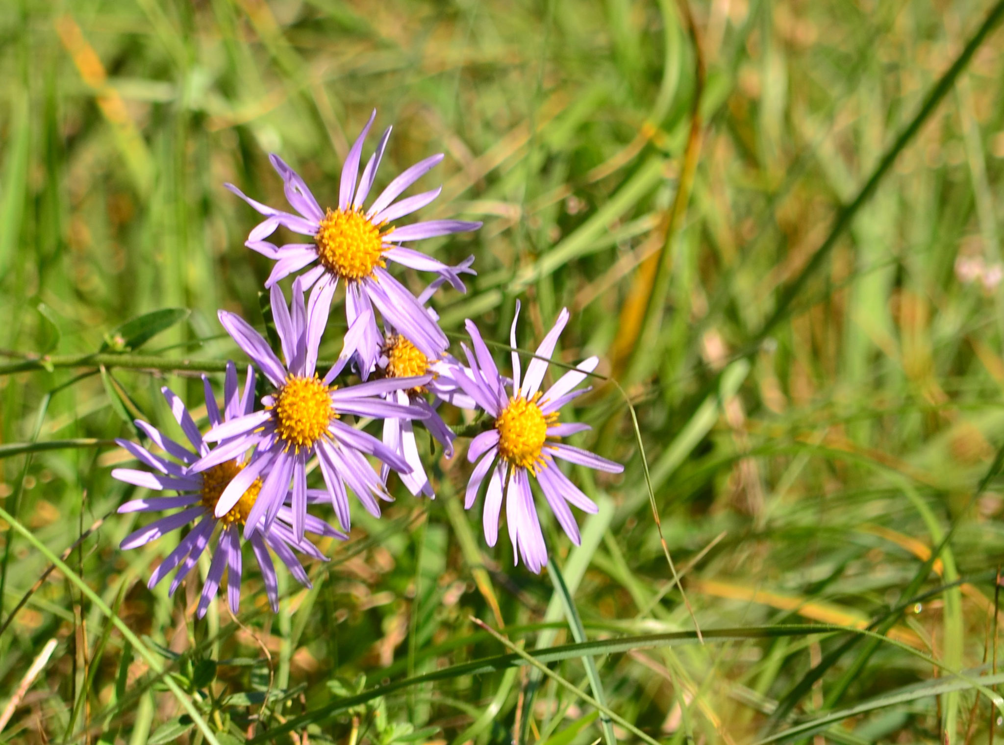 Asters (Petite Camargue alsacienne, Haut-Rhin)  Septembre 2017