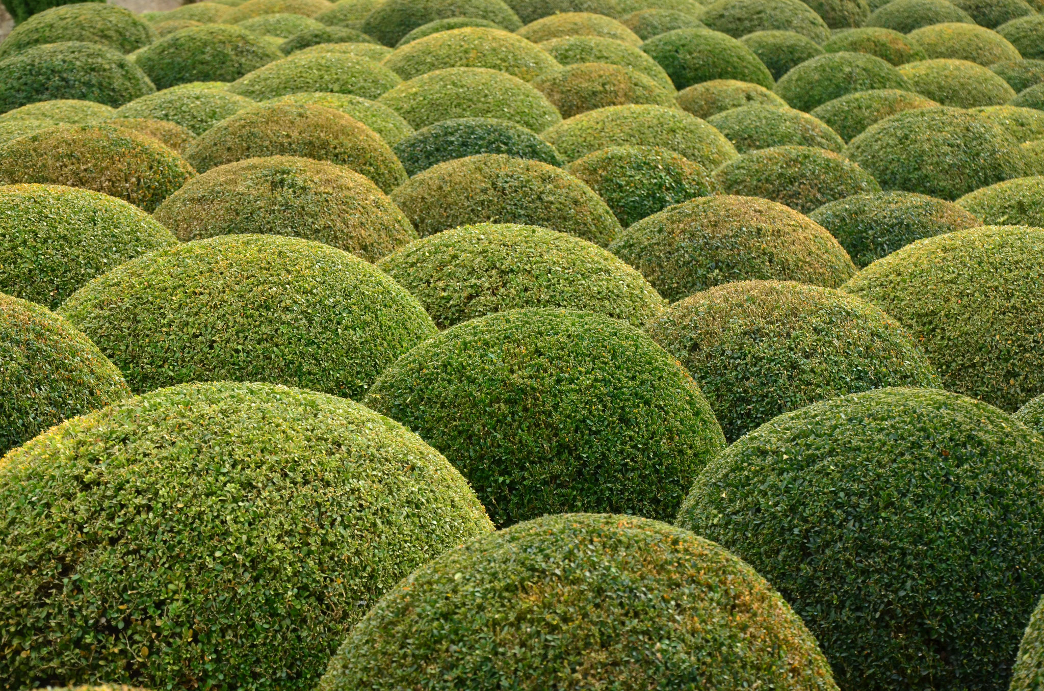 Boules de buis