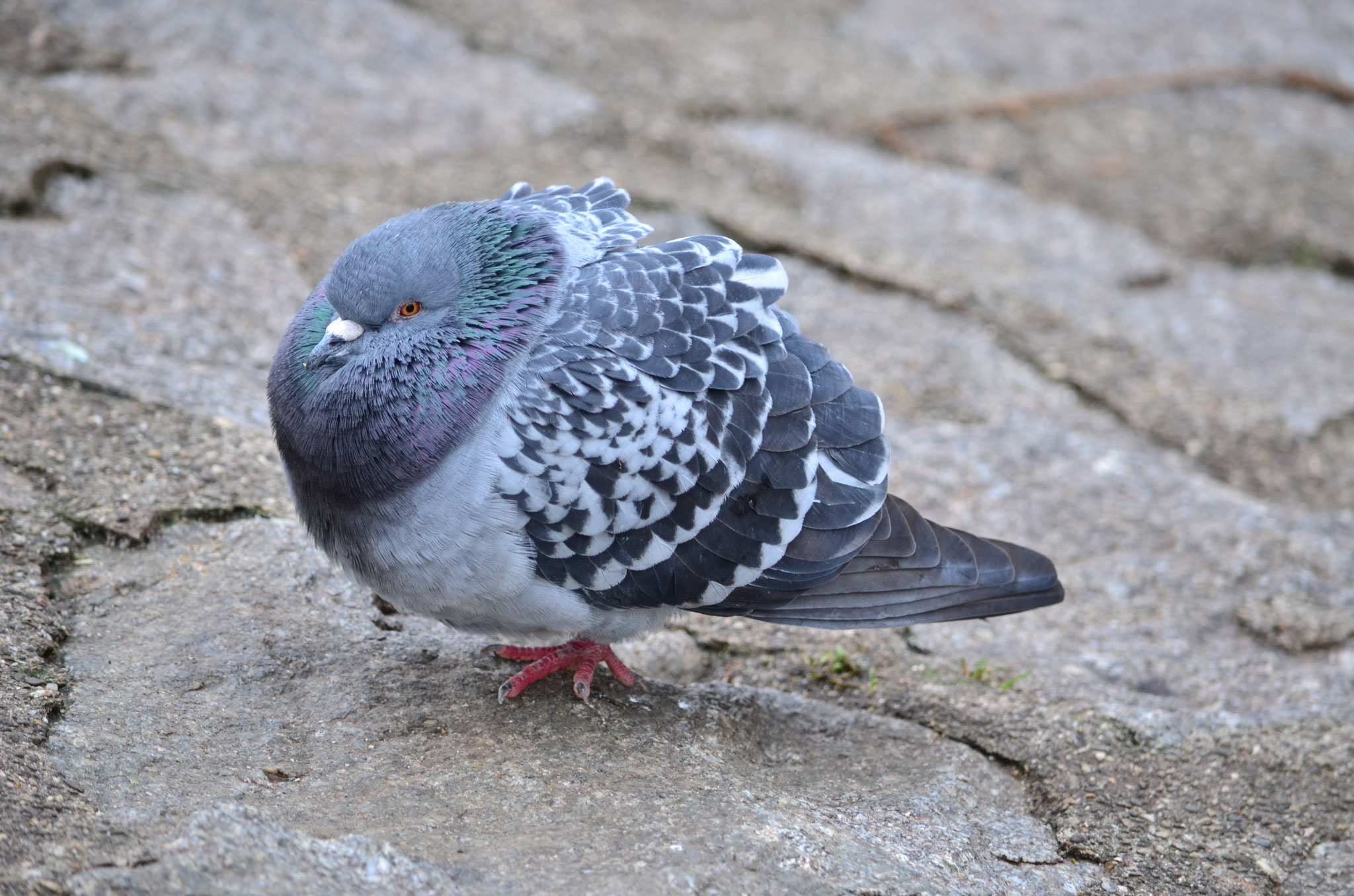 Pigeon biset (Alsace, France)