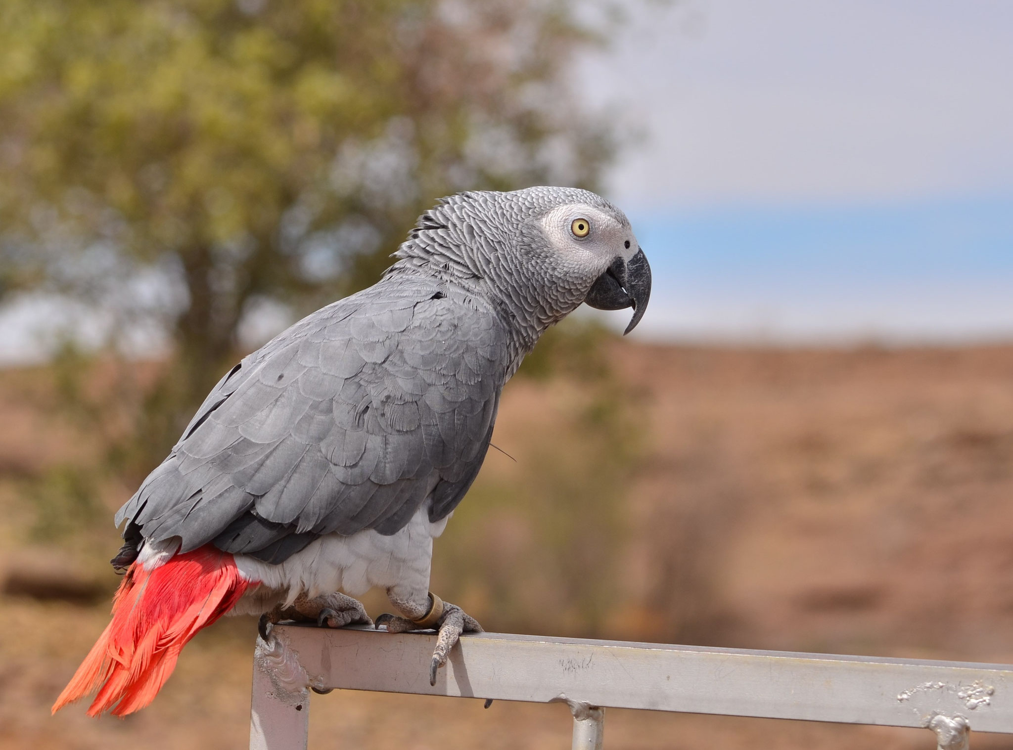 Perroquet jaco (Seeheim, Namibie)  Octobre 2016