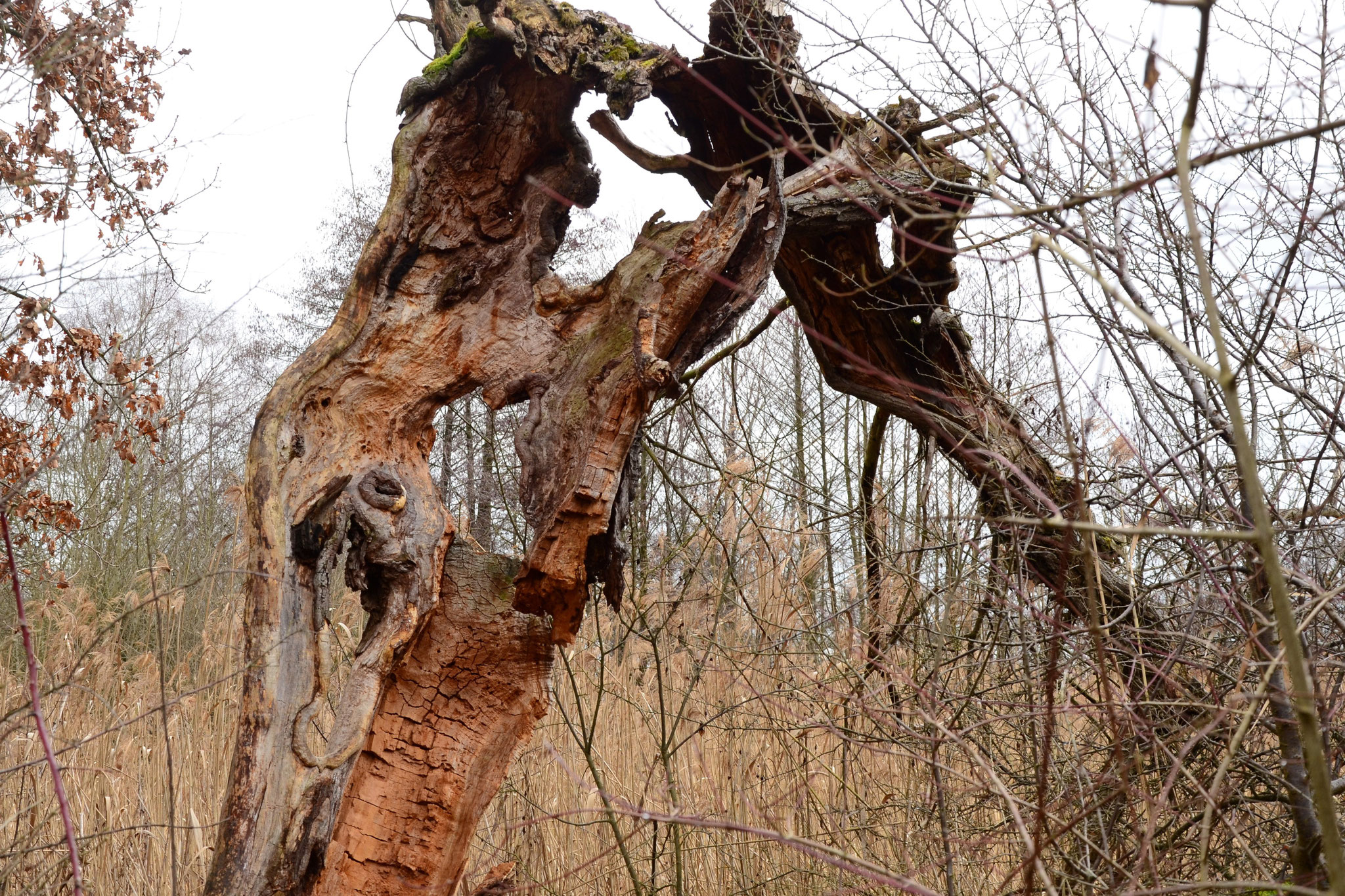 Arbre sculpté par la nature