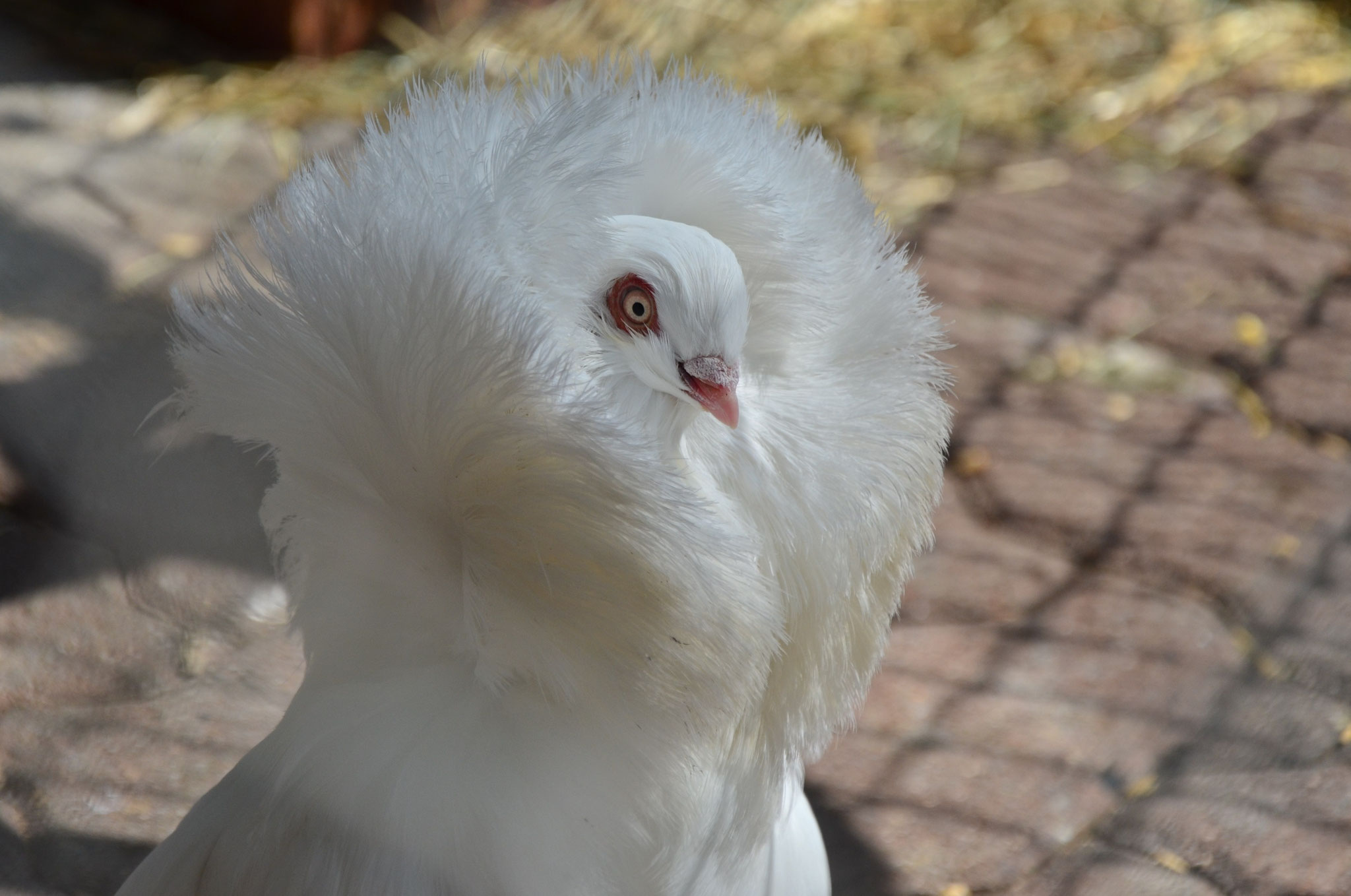 Pigeon paon