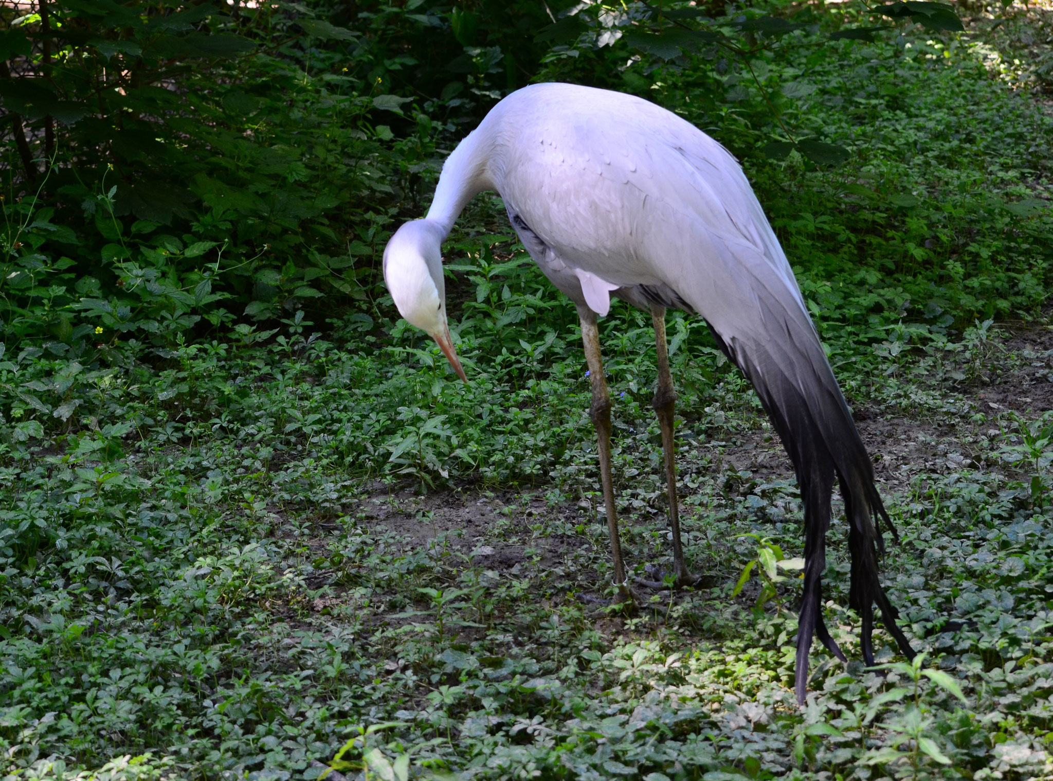 Grue de Paradis