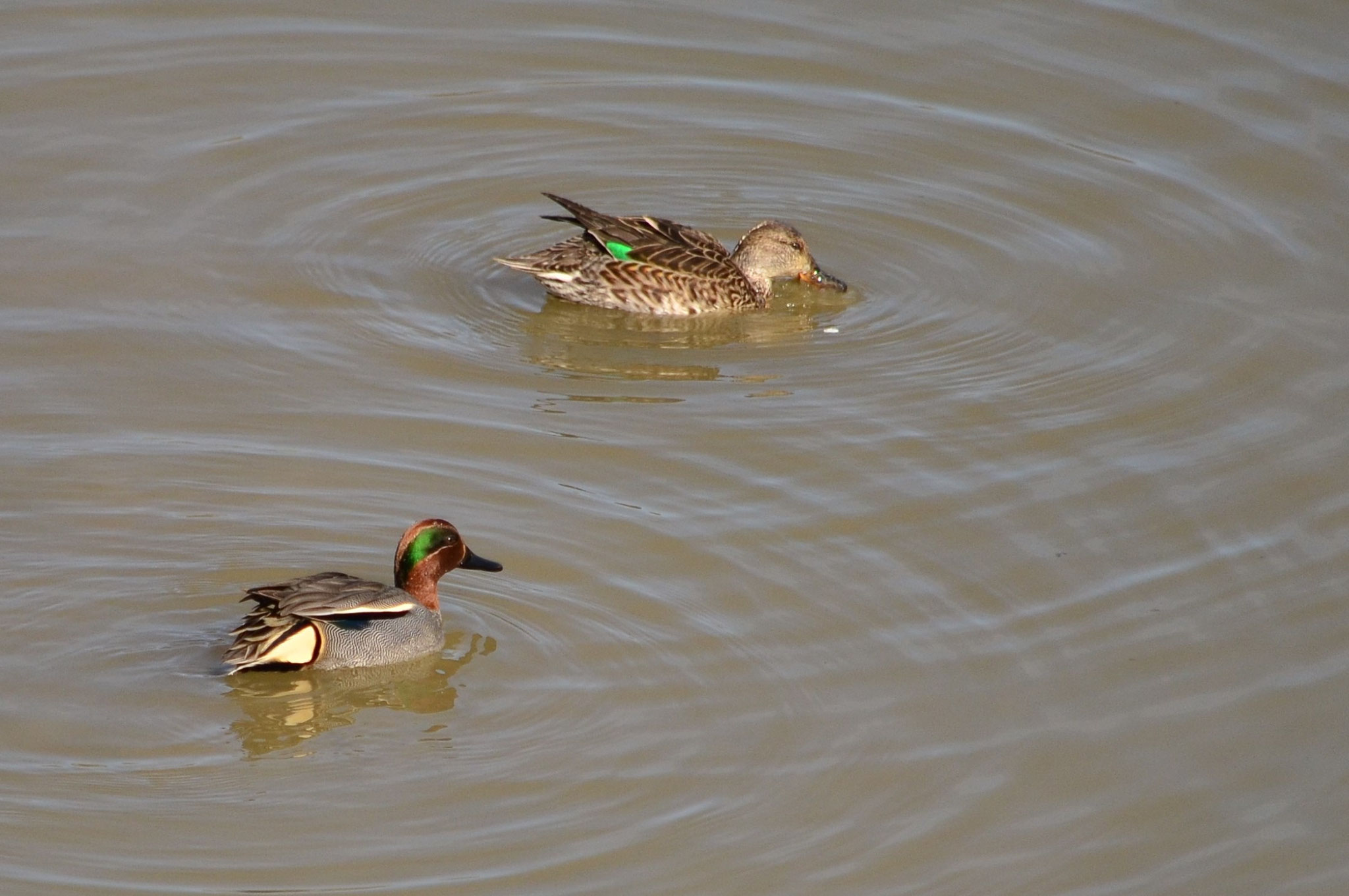 Couple de sarcelles d'hiver (Alsace, France)