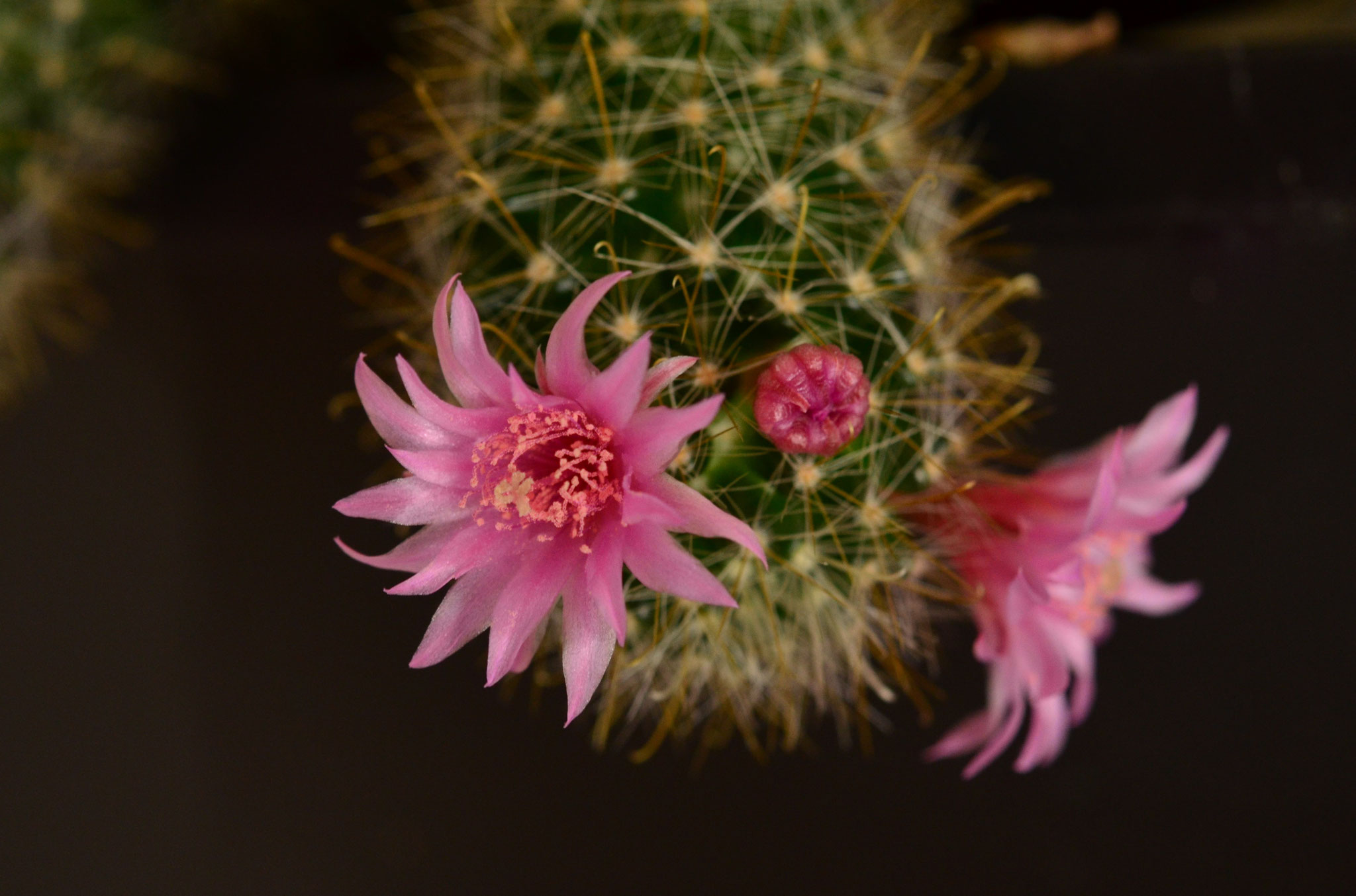 Fleurs de cactus