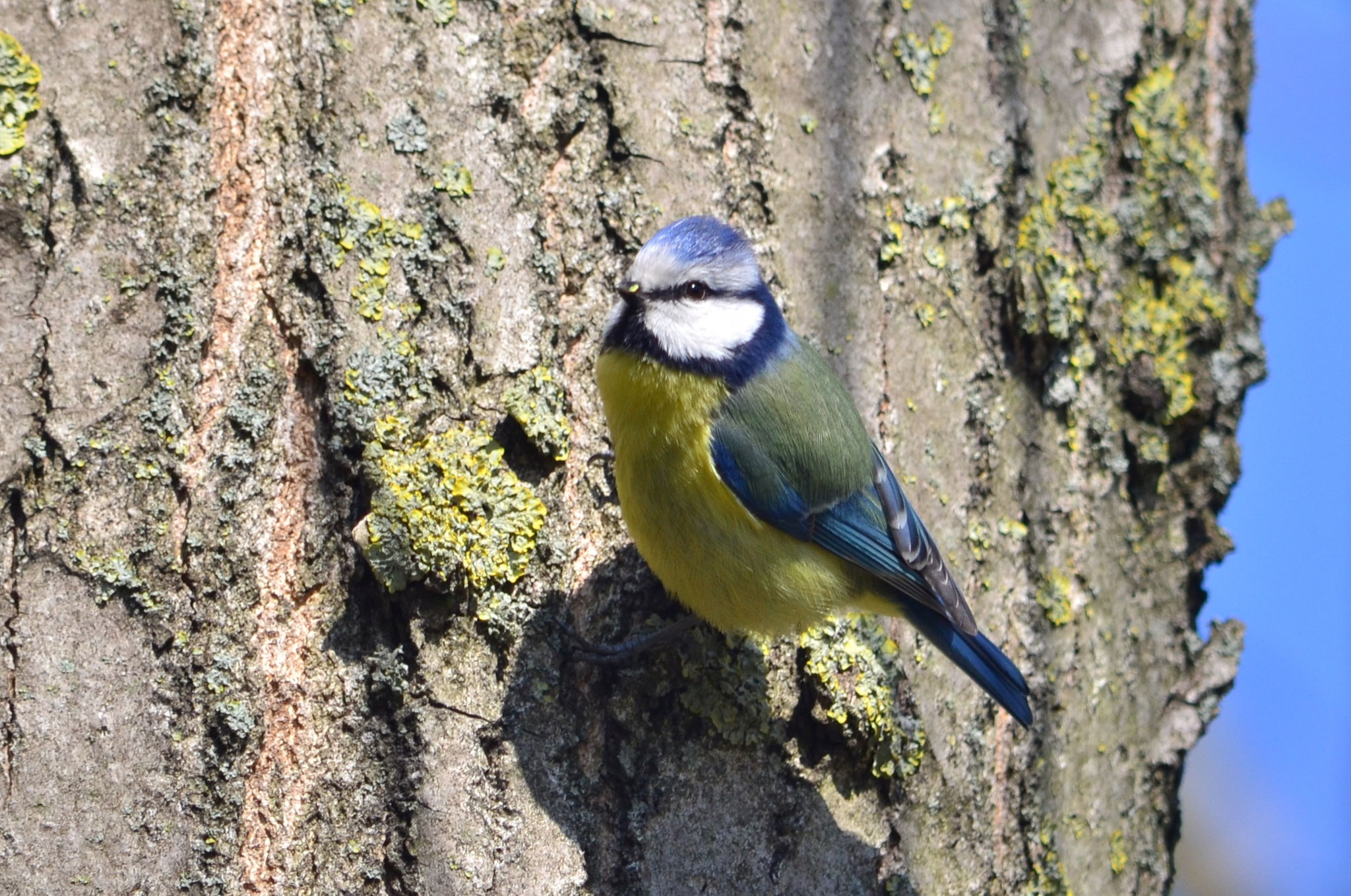 Mésange bleue (Alsace, France)