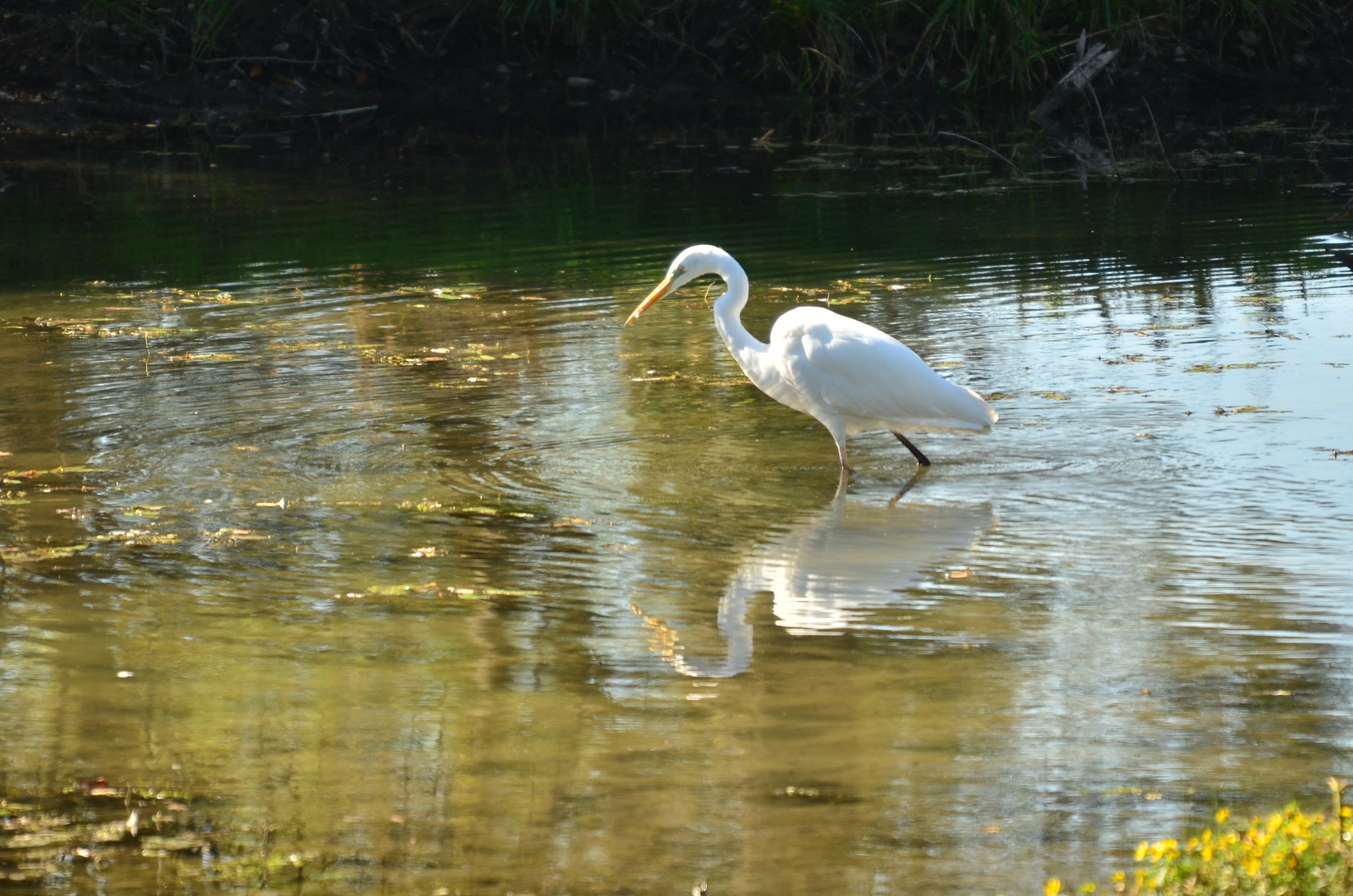 Aigrette se mirant dans l'eau