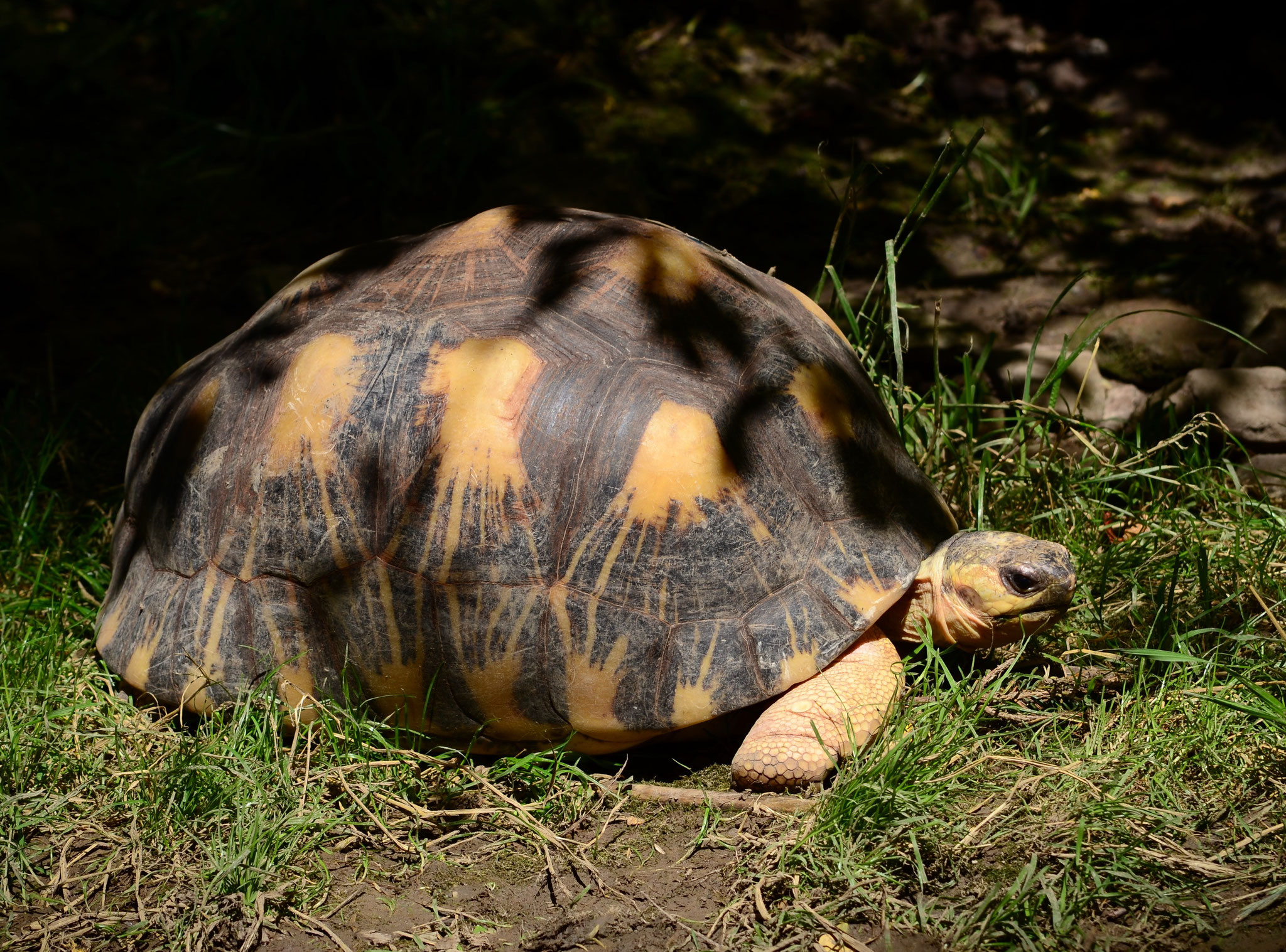 Tortue rayonnée