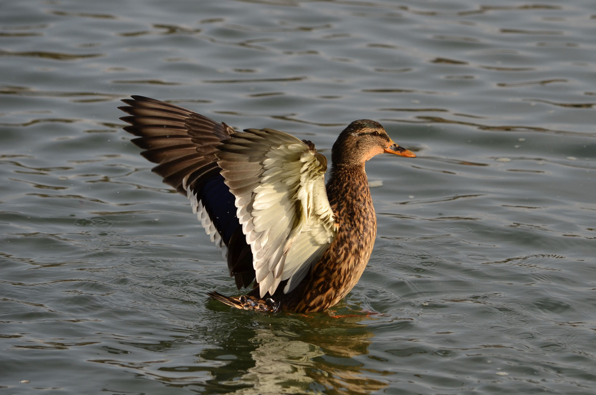 Cane colvert (Alsace, France)