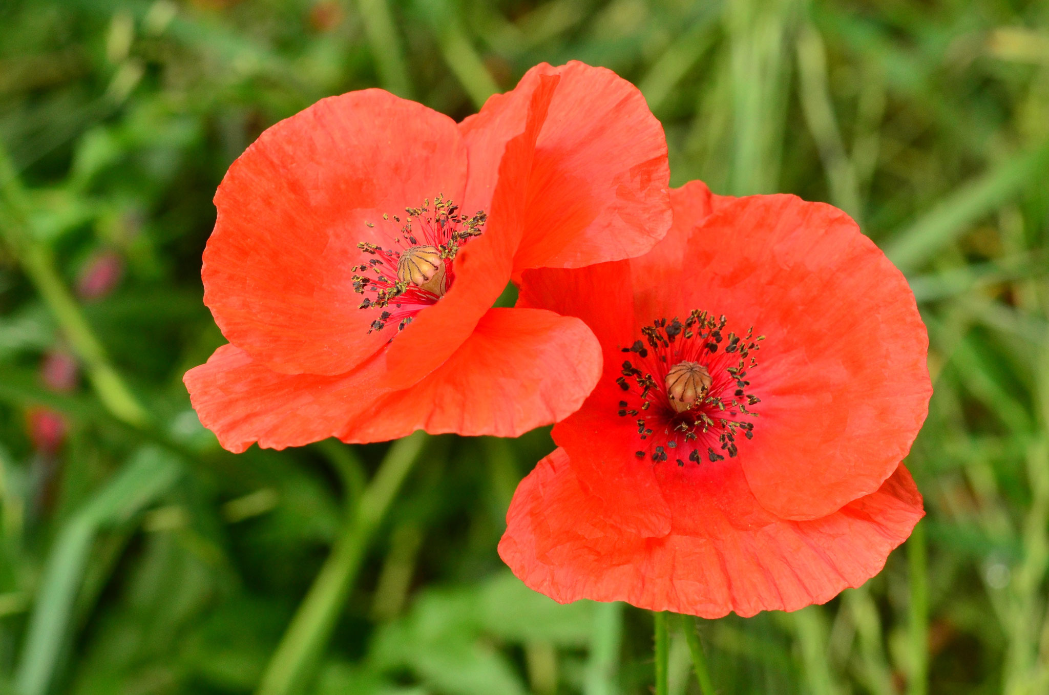 Coquelicots