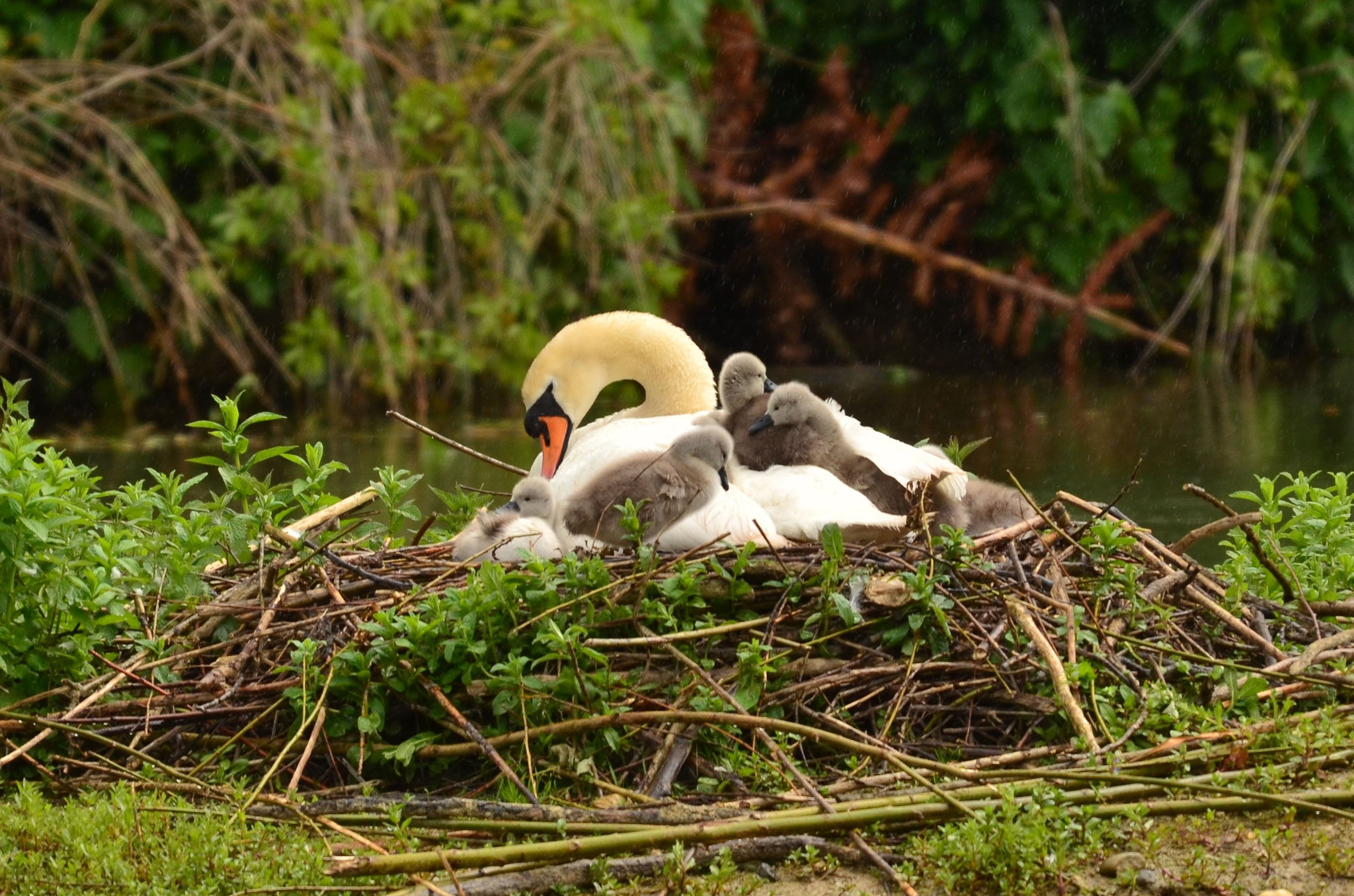 Cygne tuberculé (Alsace, France)