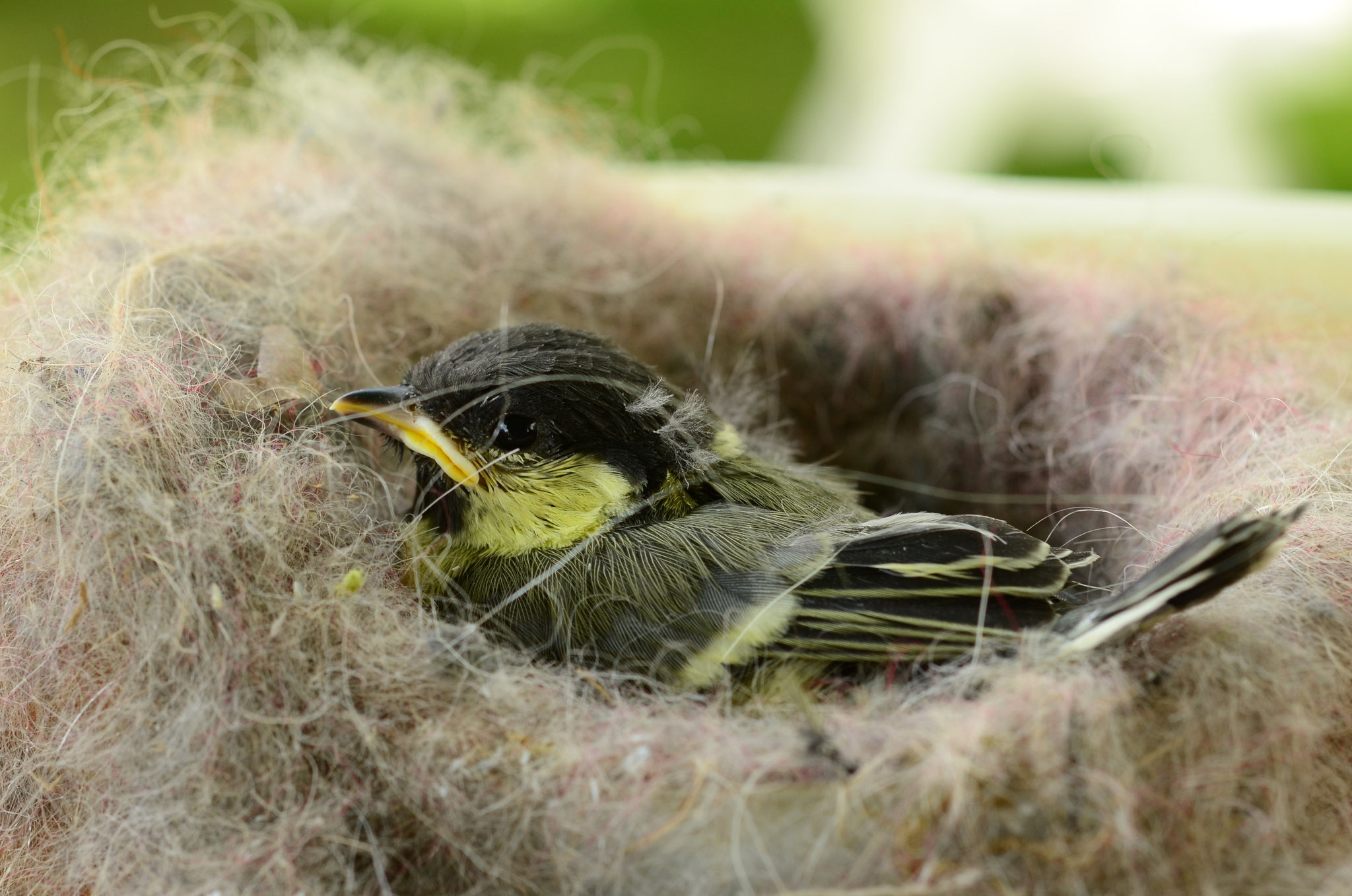 Nid de mésange charbonnière (Alsace, France)