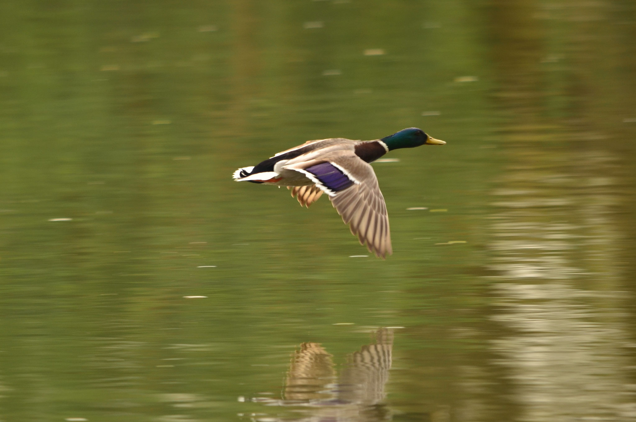 Canard colvert (Alsace, France)