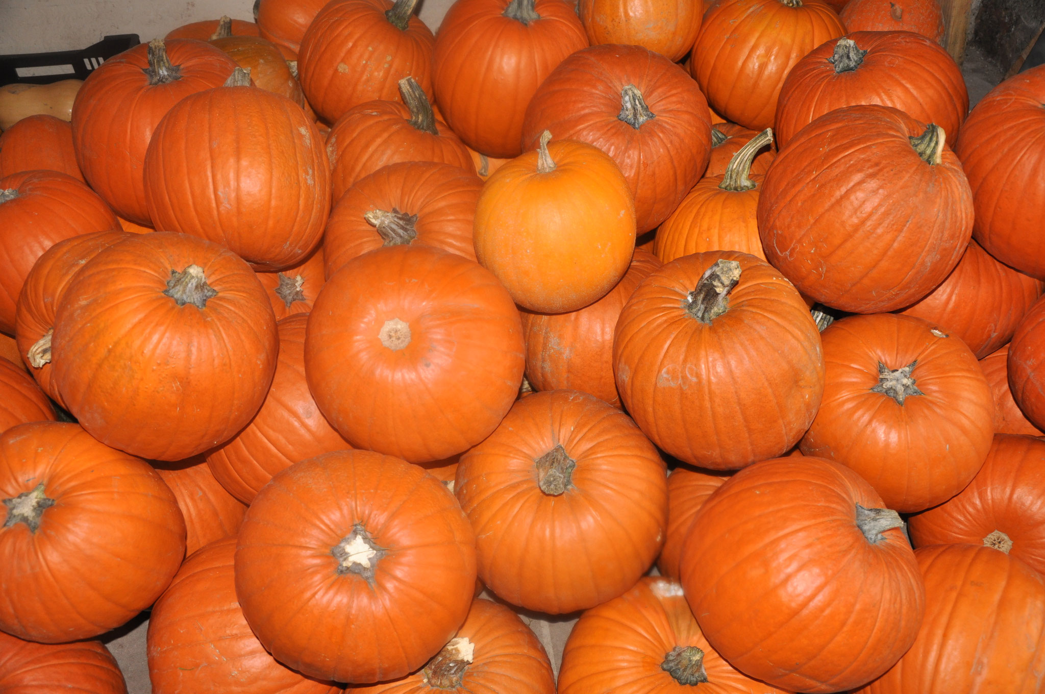 Préparation de Halloween