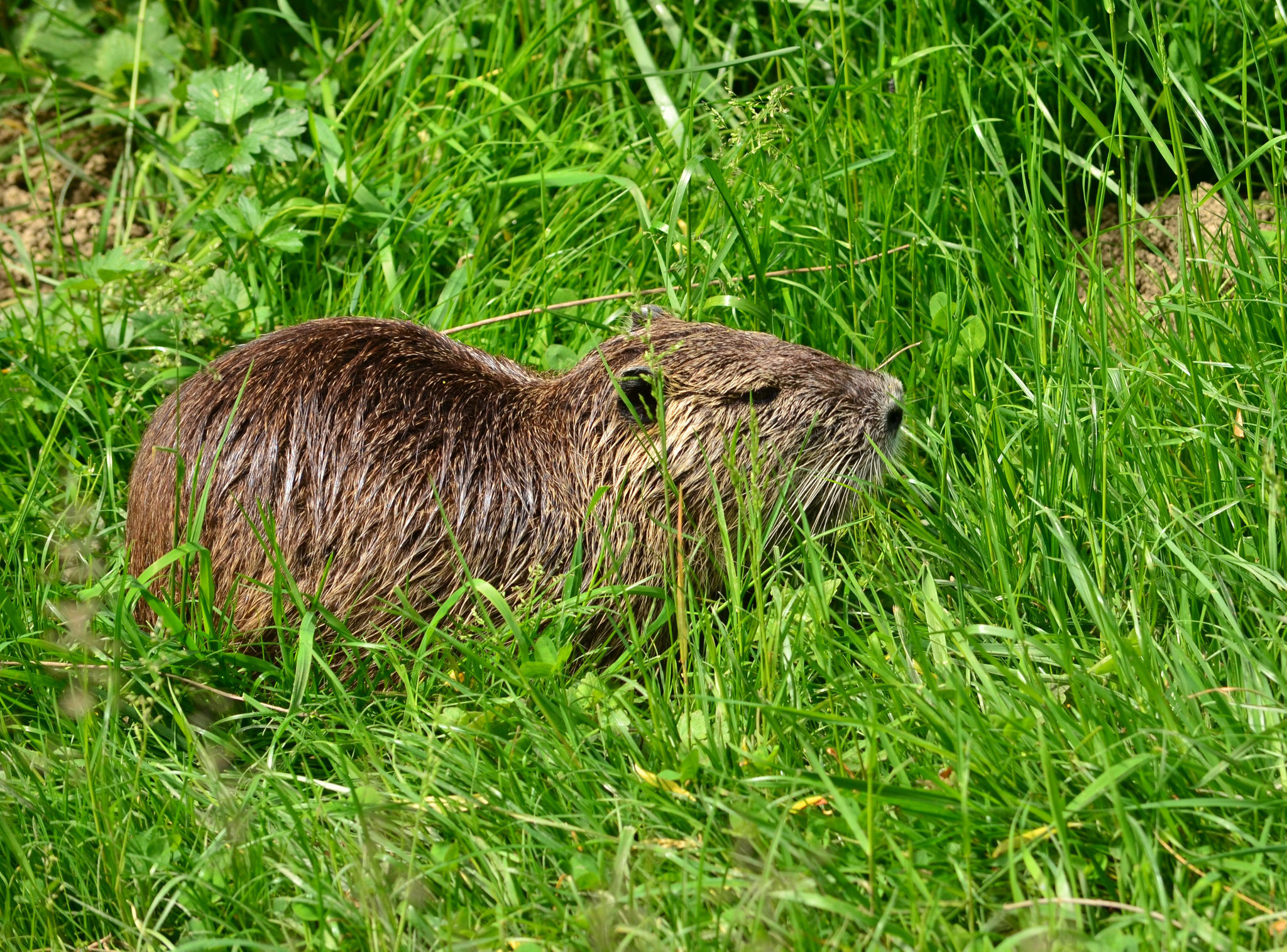 L'herbe est toujours plus verte à côté