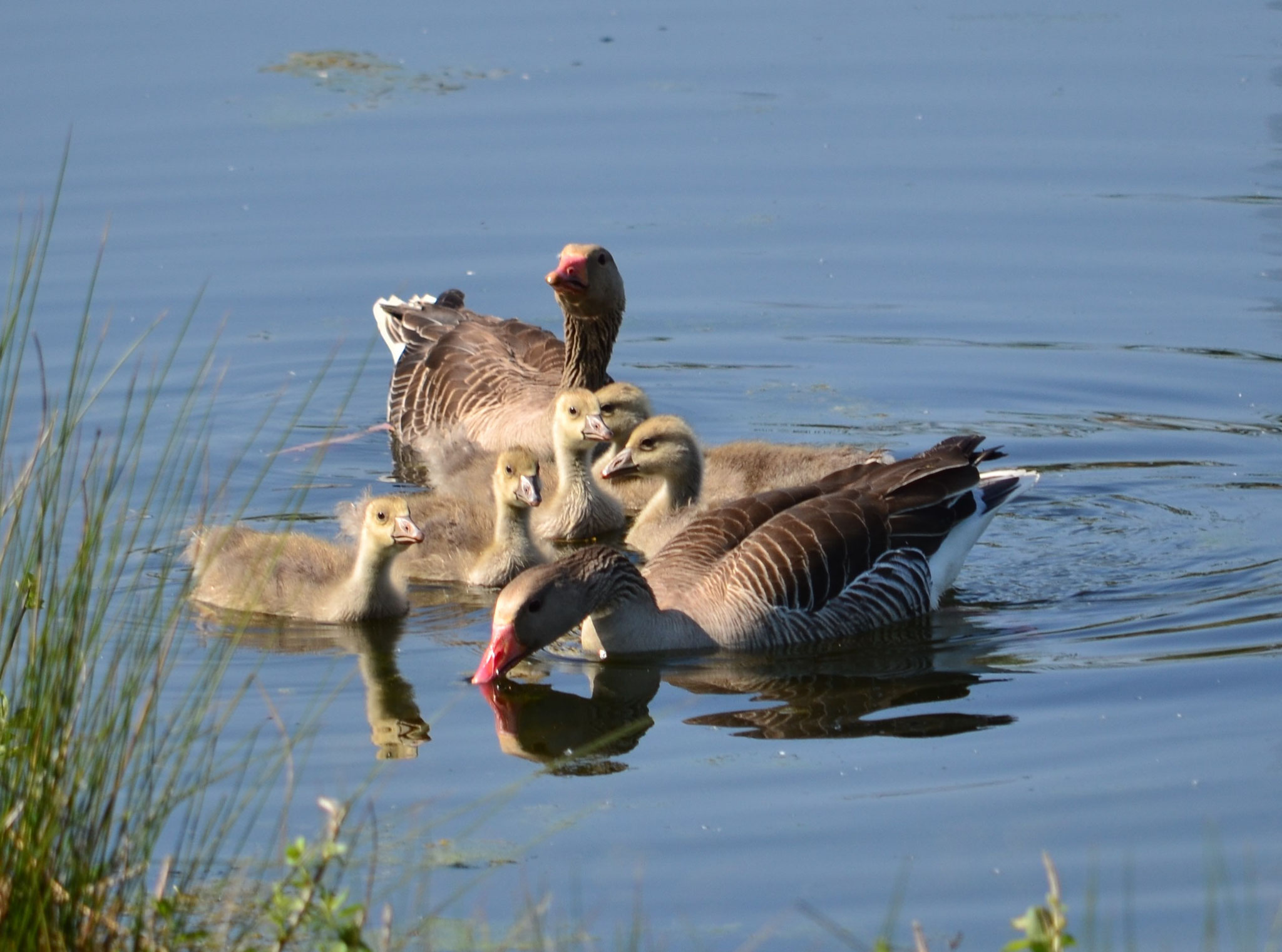 Famille d'oies cendrées (Petite Camargue alsacienne, Haut-Rhin)  Mai 2019