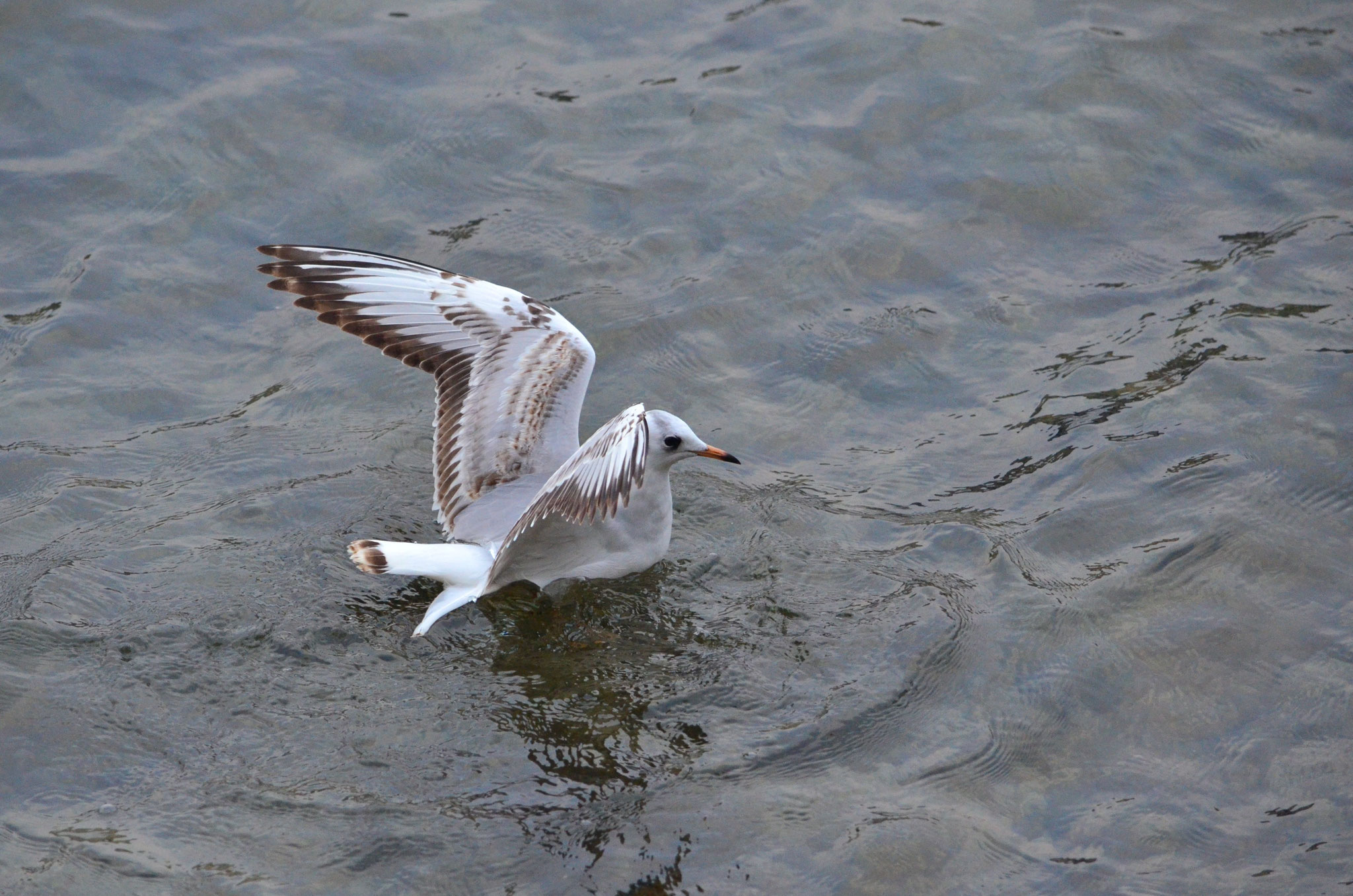 Mouette rieuse (Bâle, Suisse)