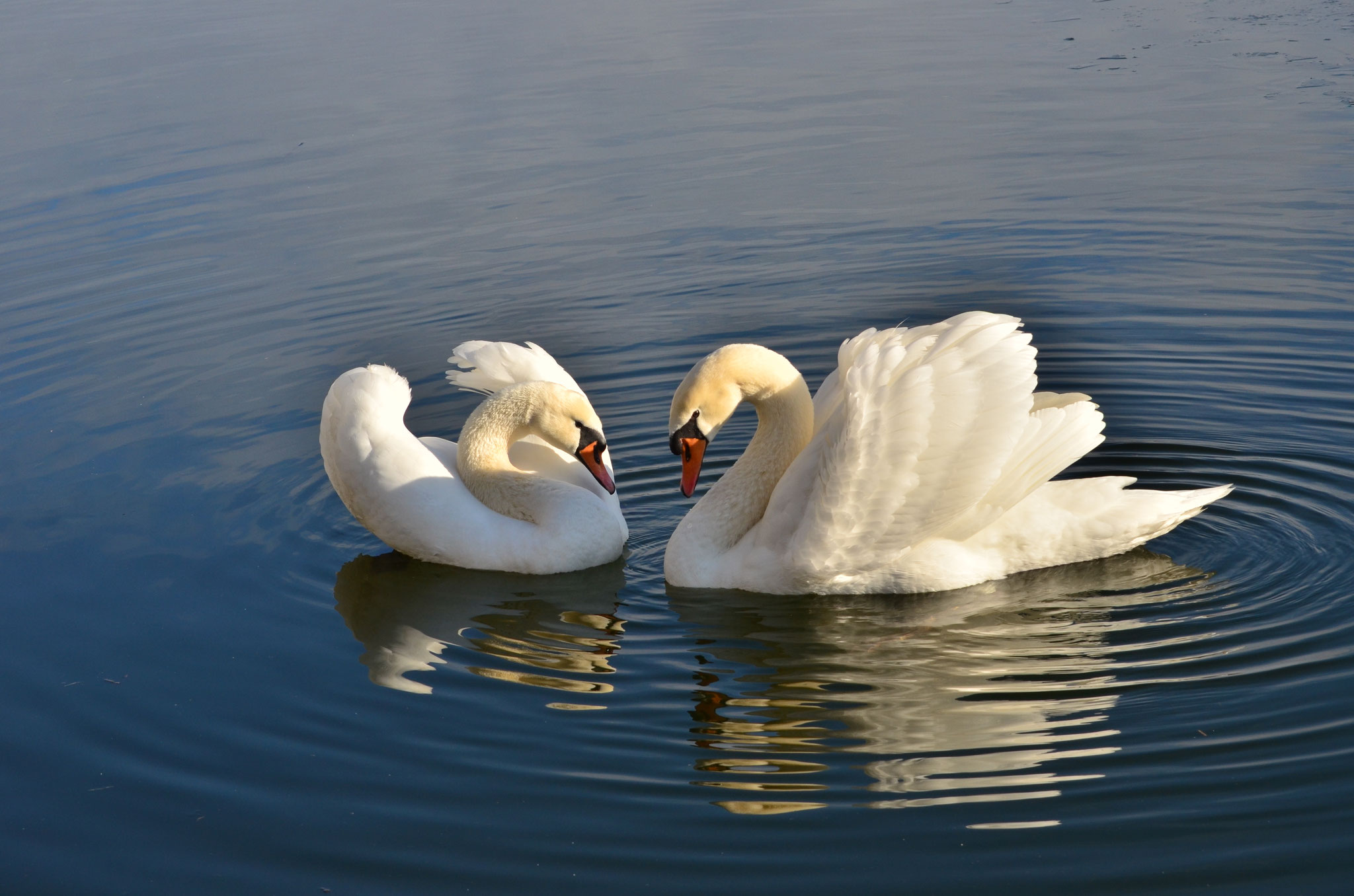 Couple de cygnes