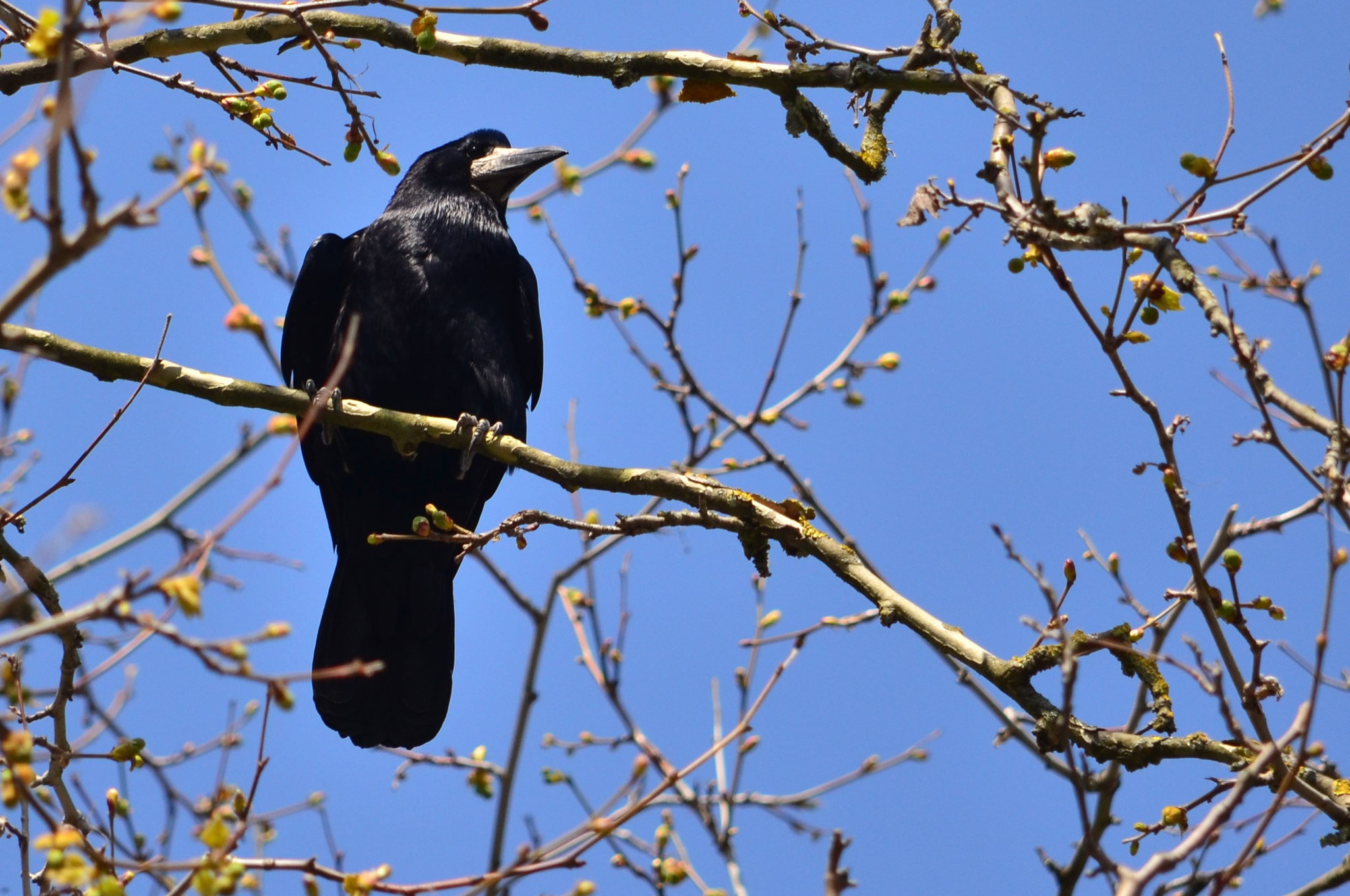 Corbeau freux (Alsace, France)