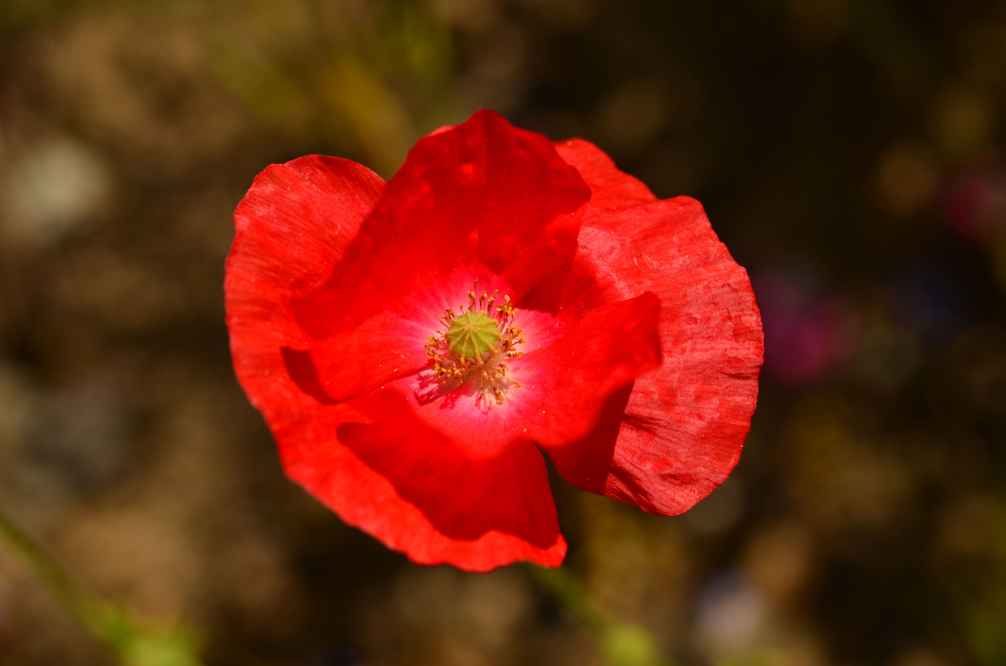 Coquelicot