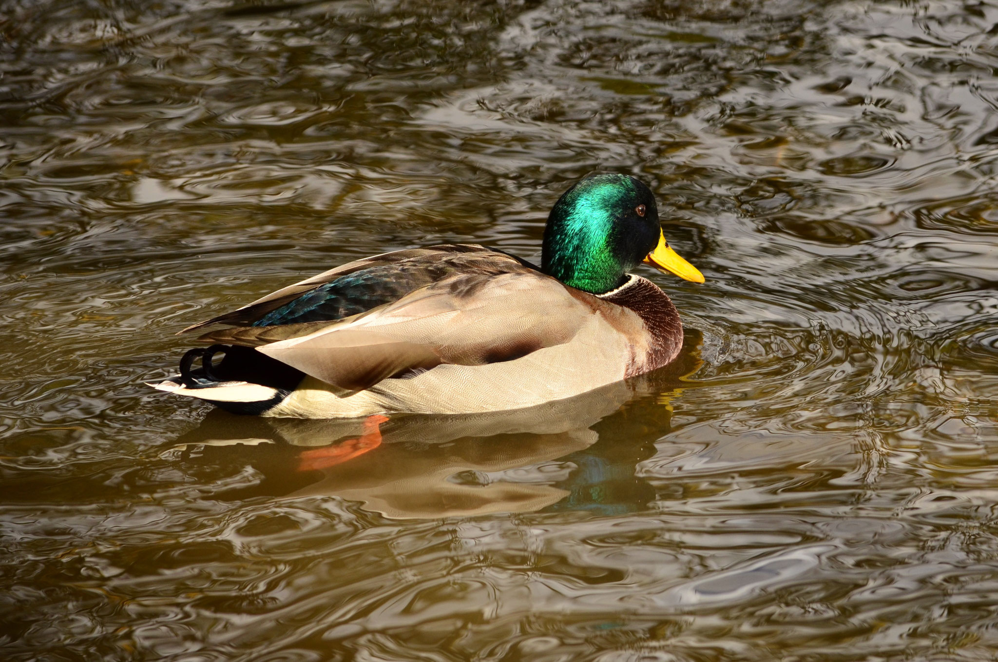 Canard colvert (Alsace, France)