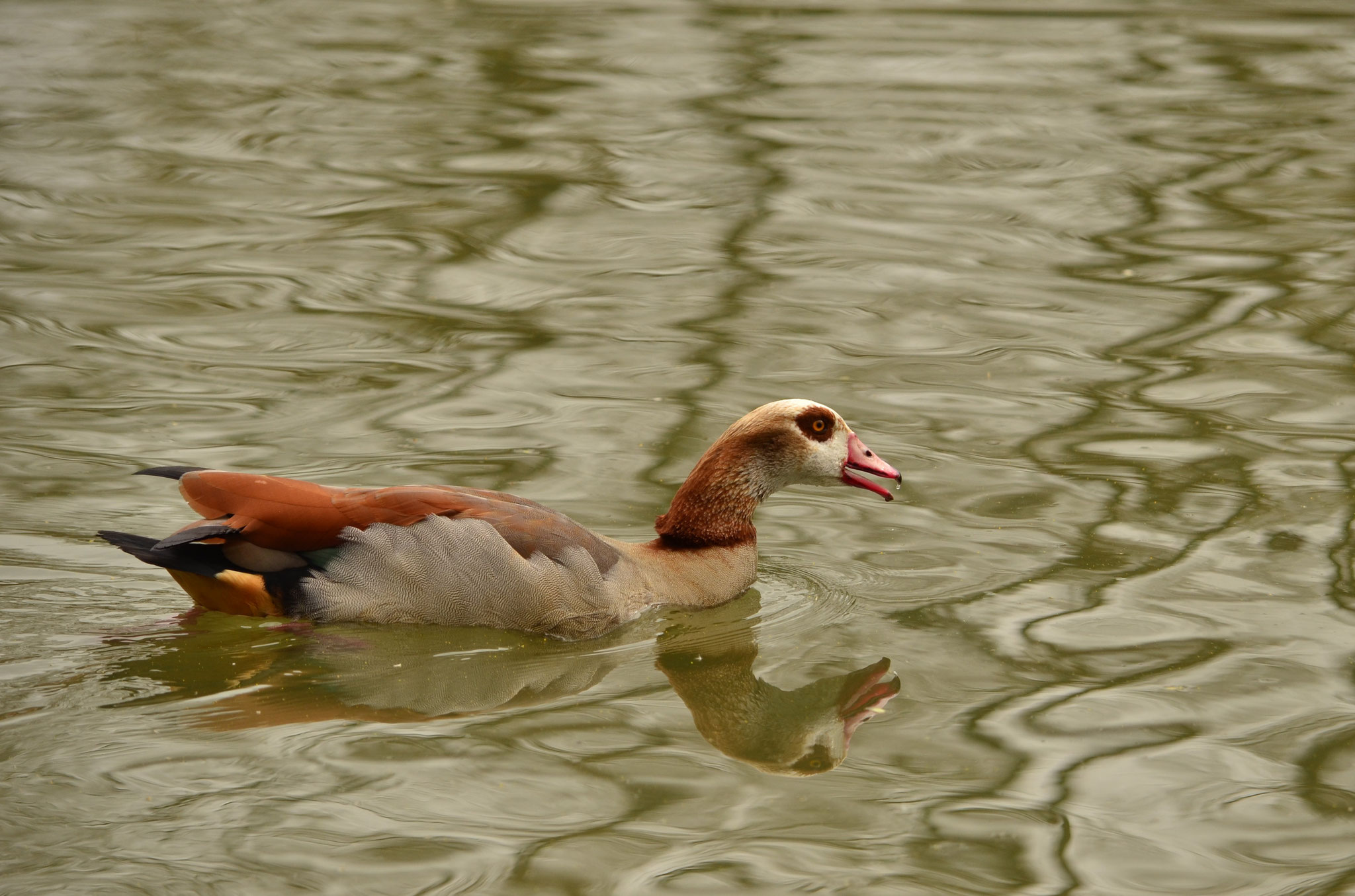Ouette se reflétant dans l'eau