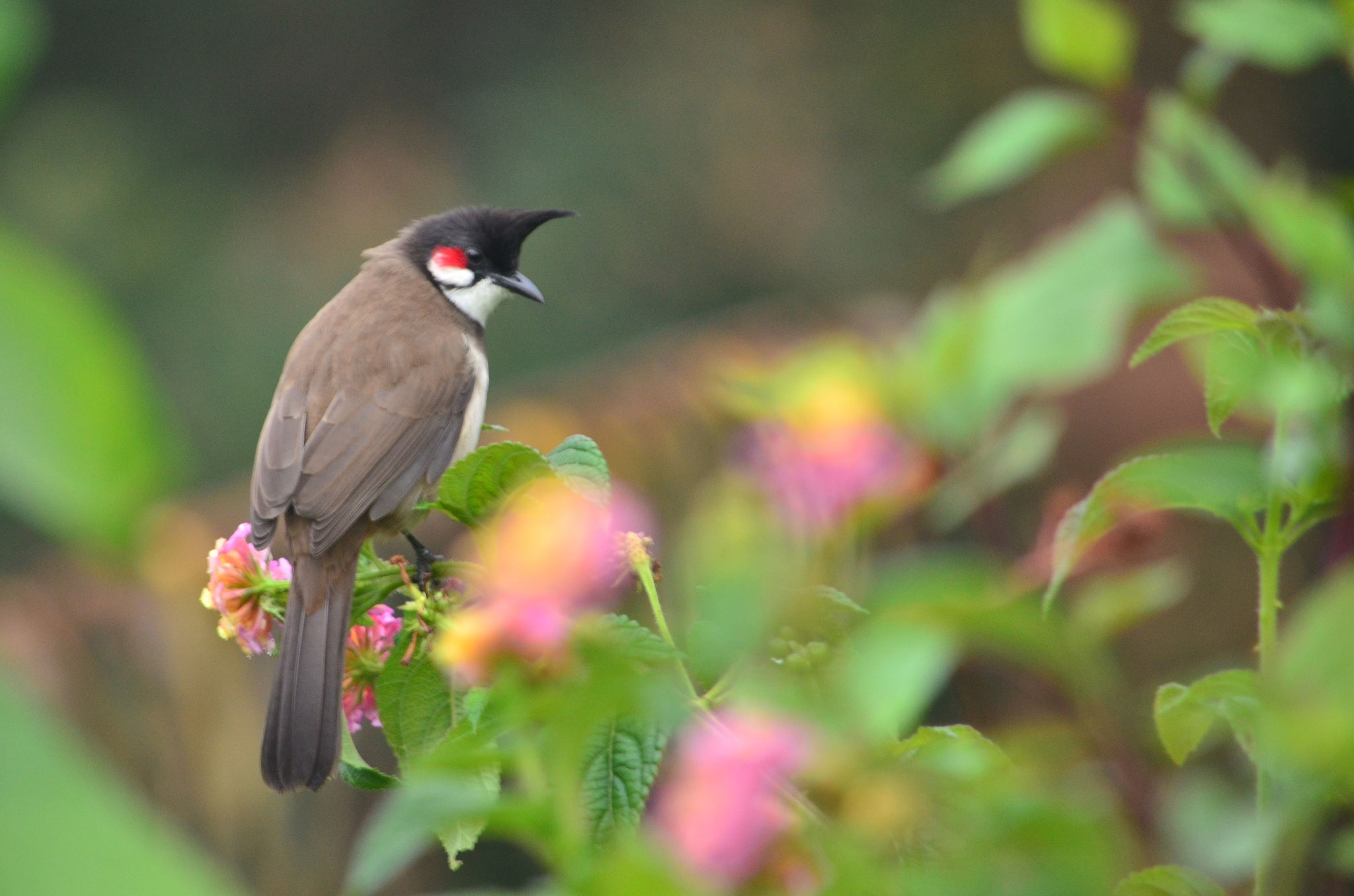 Bulbul orphée (Tamil Nadu, Inde)