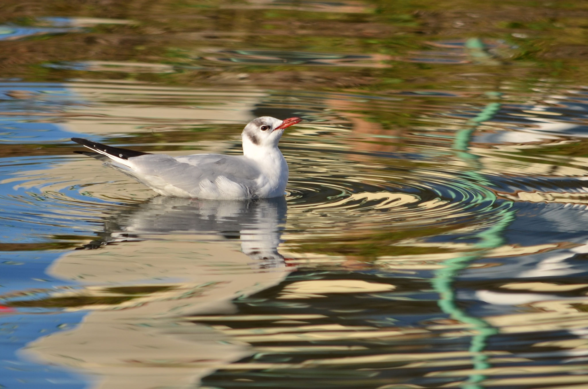 Mouette rieuse (Alsace, France)