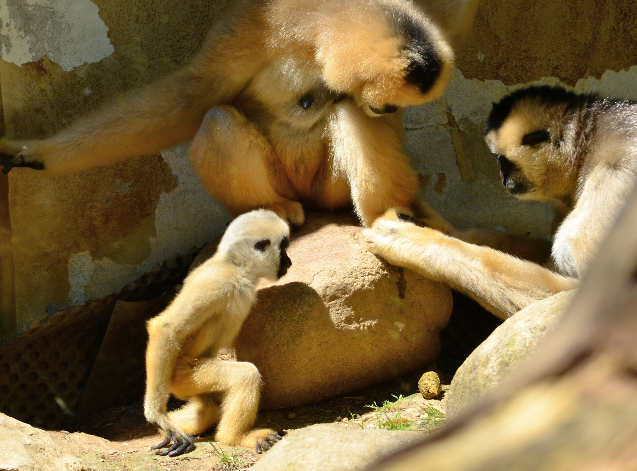 Gibbons à favoris blancs femelles avec petit