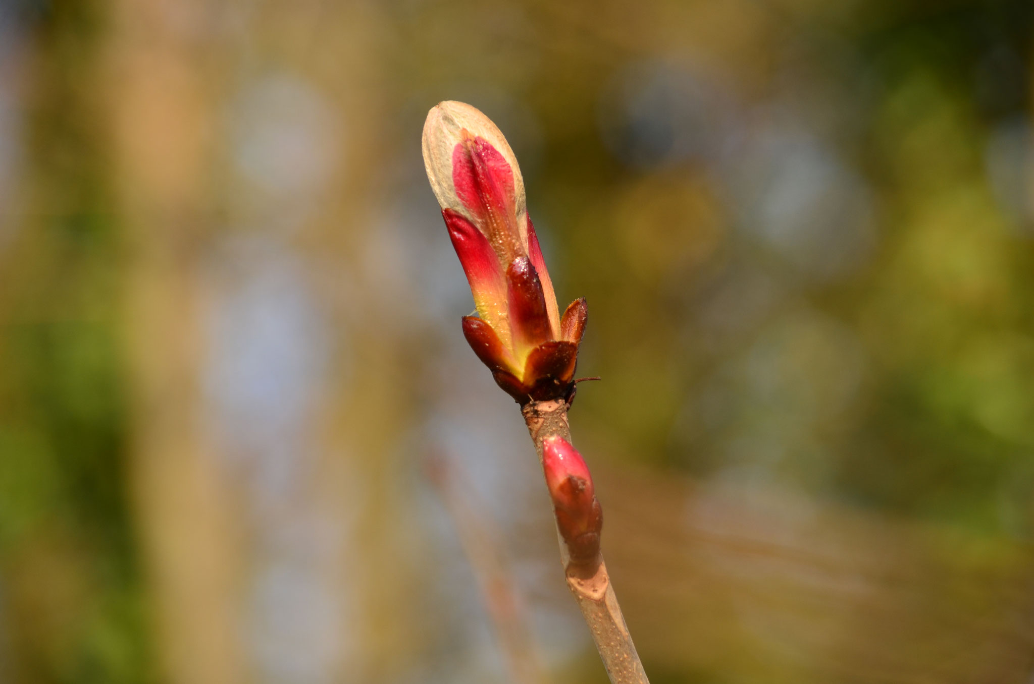 Bourgeon de printemps