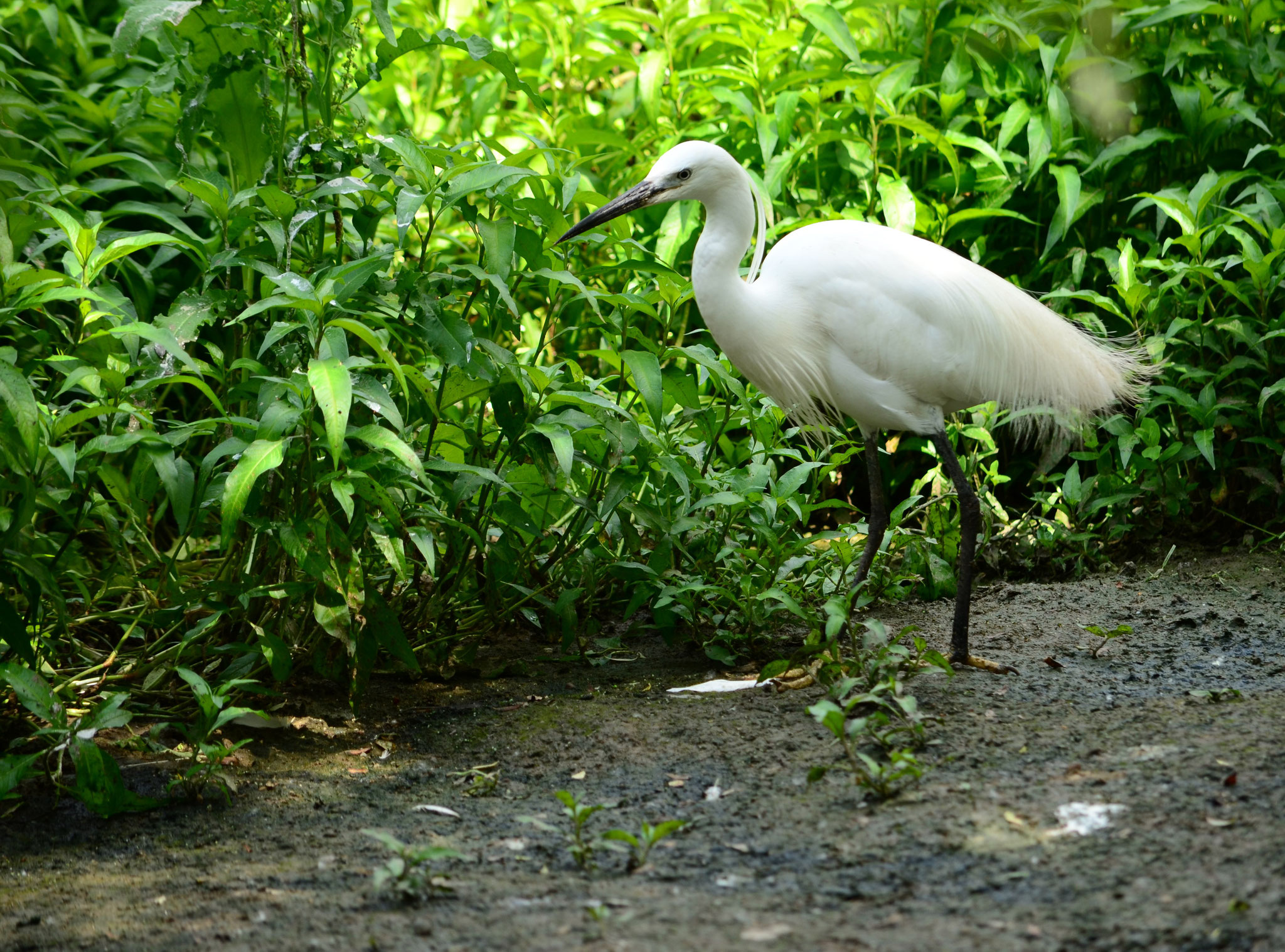 Aigrette garzette