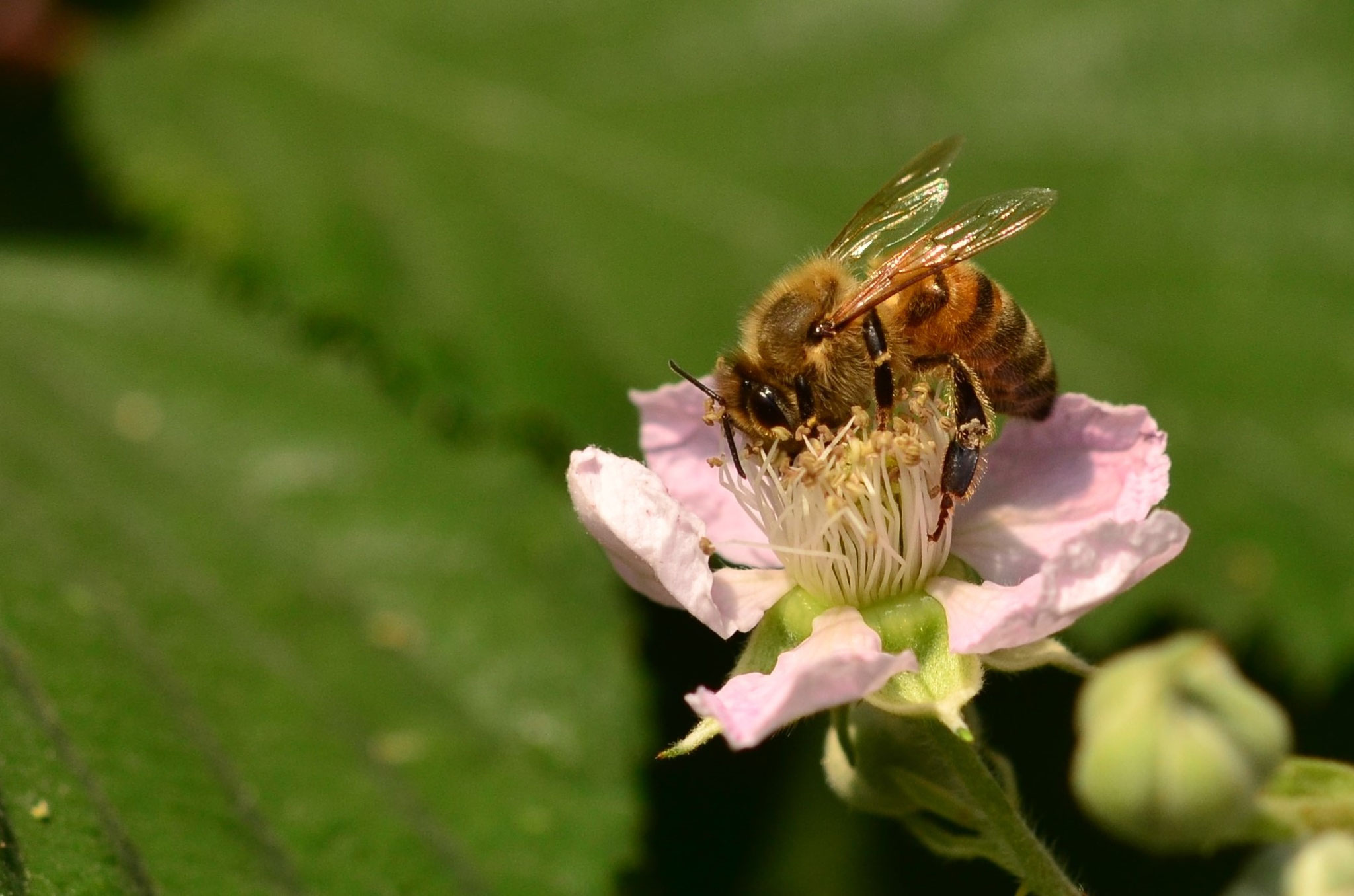 Affairé comme une abeille