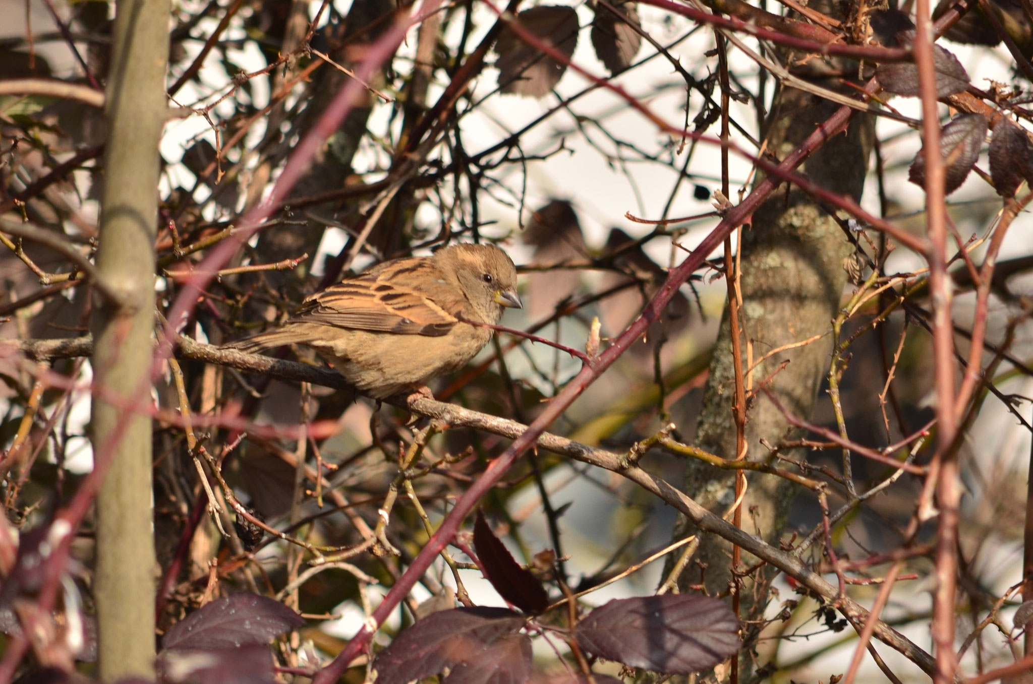 Moineau domestique (Alsace, France)
