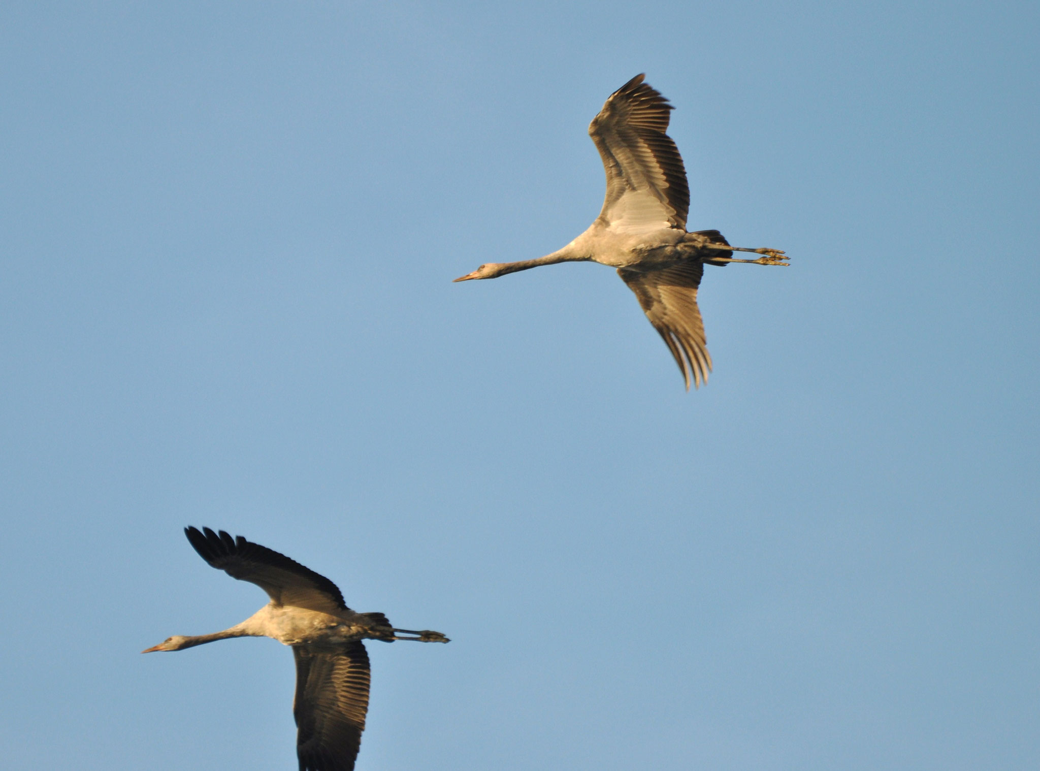 Grues cendrées (Lac du Der, Haute-Marne)  Novembre 2011