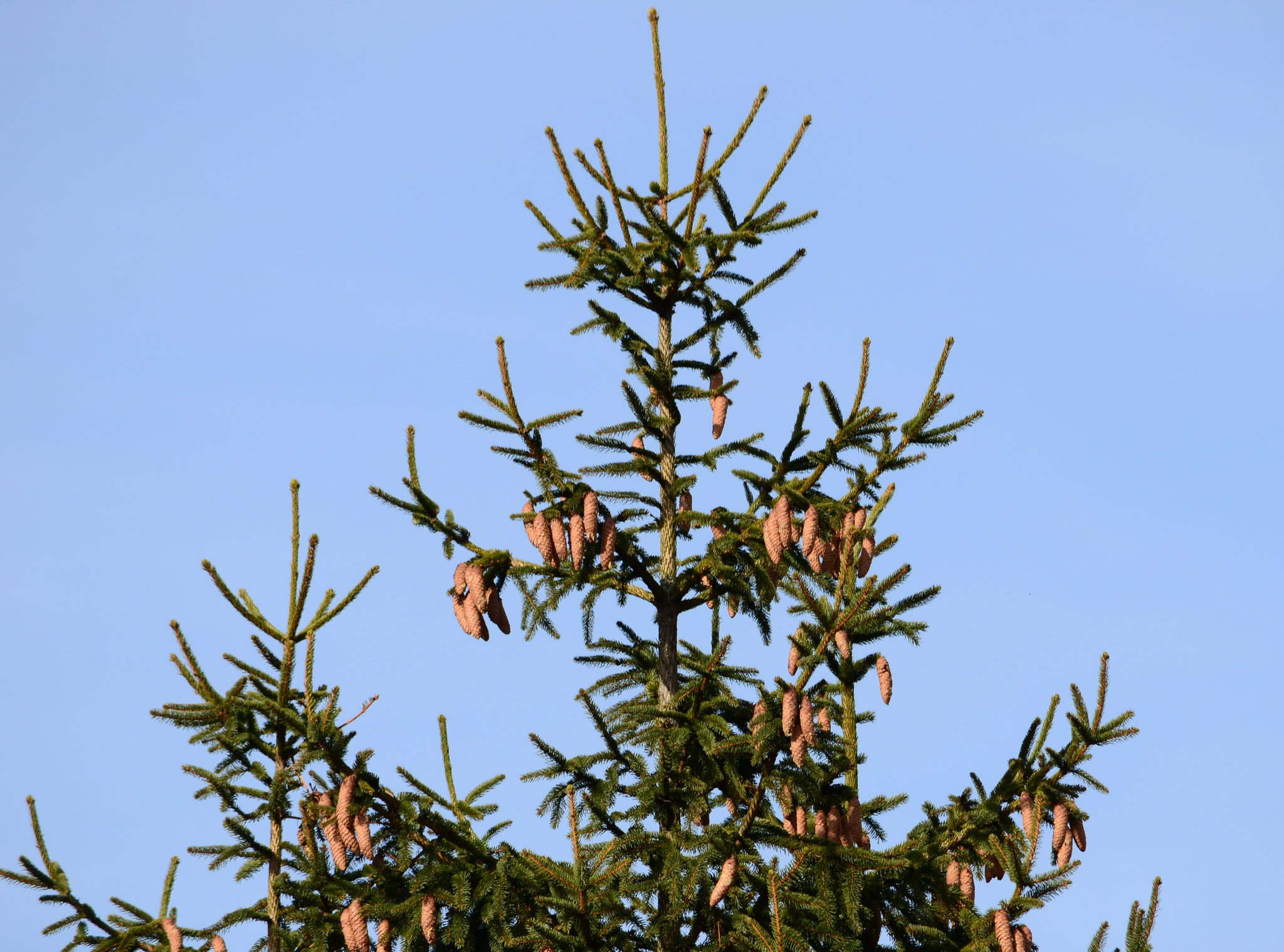 Sapin (Saint-Amarin, Haut-Rhin)  Février 2016