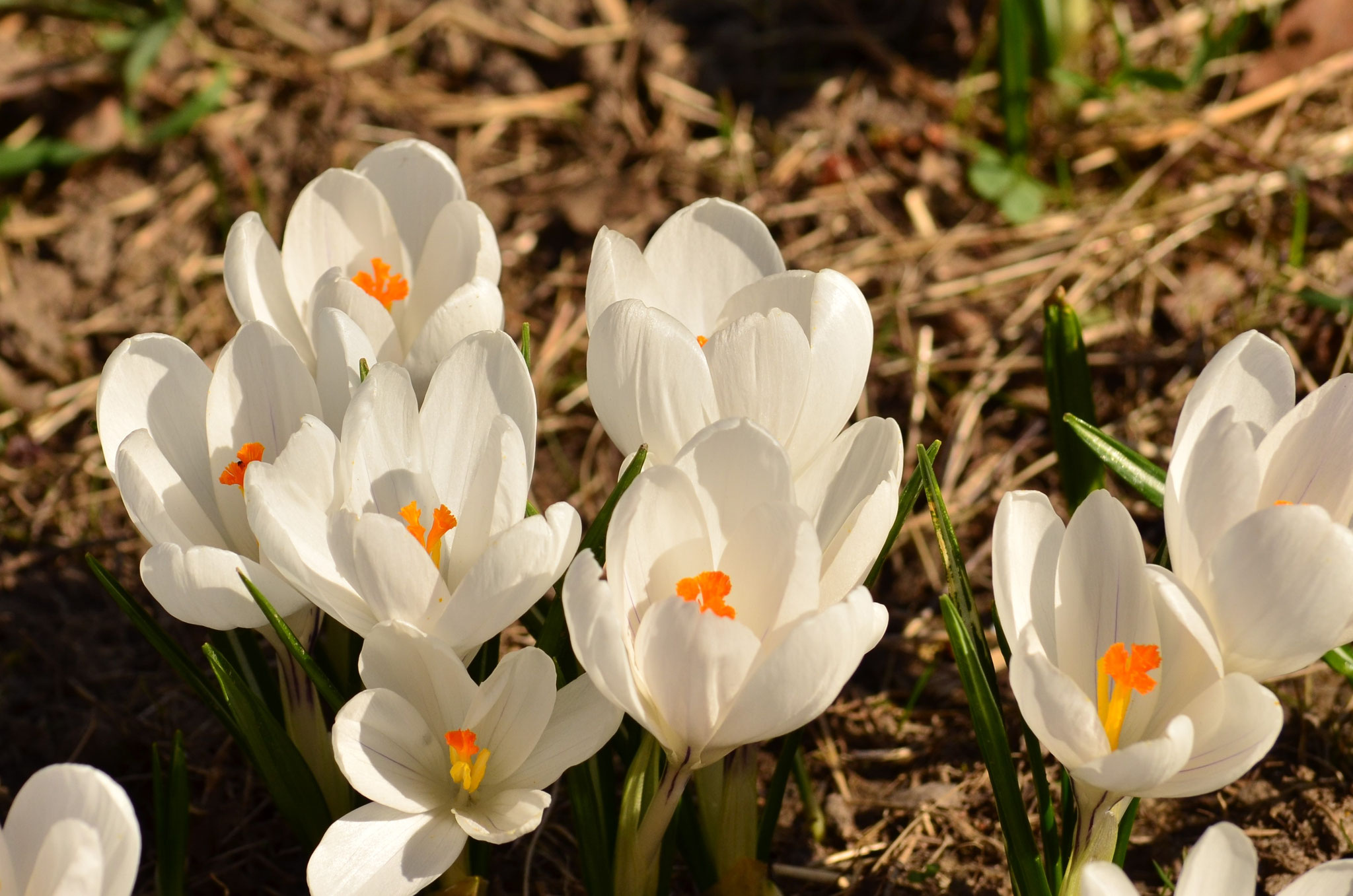 Crocus blancs