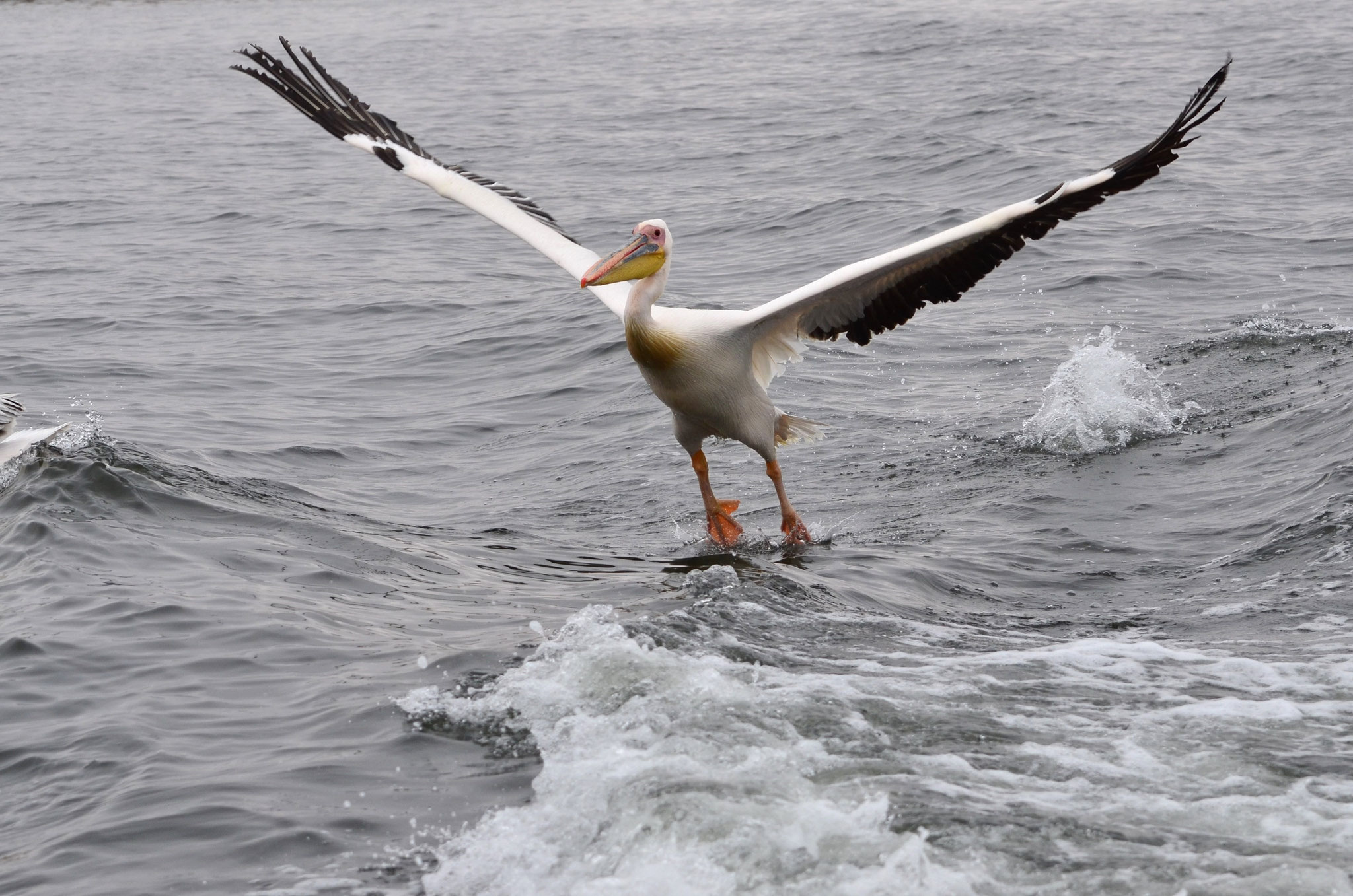 Pélican blanc (Walvis Bay, Namibie)
