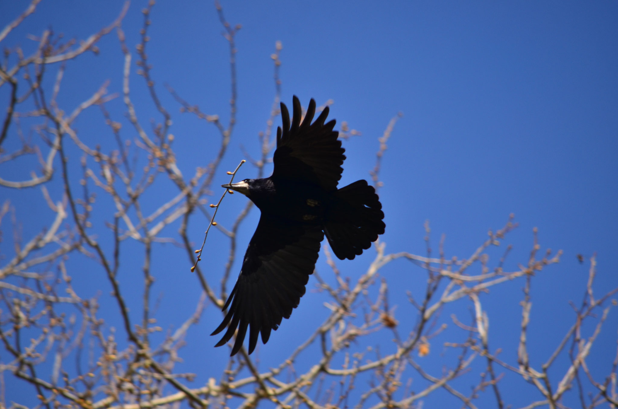 Corbeau freux (Alsace, France)