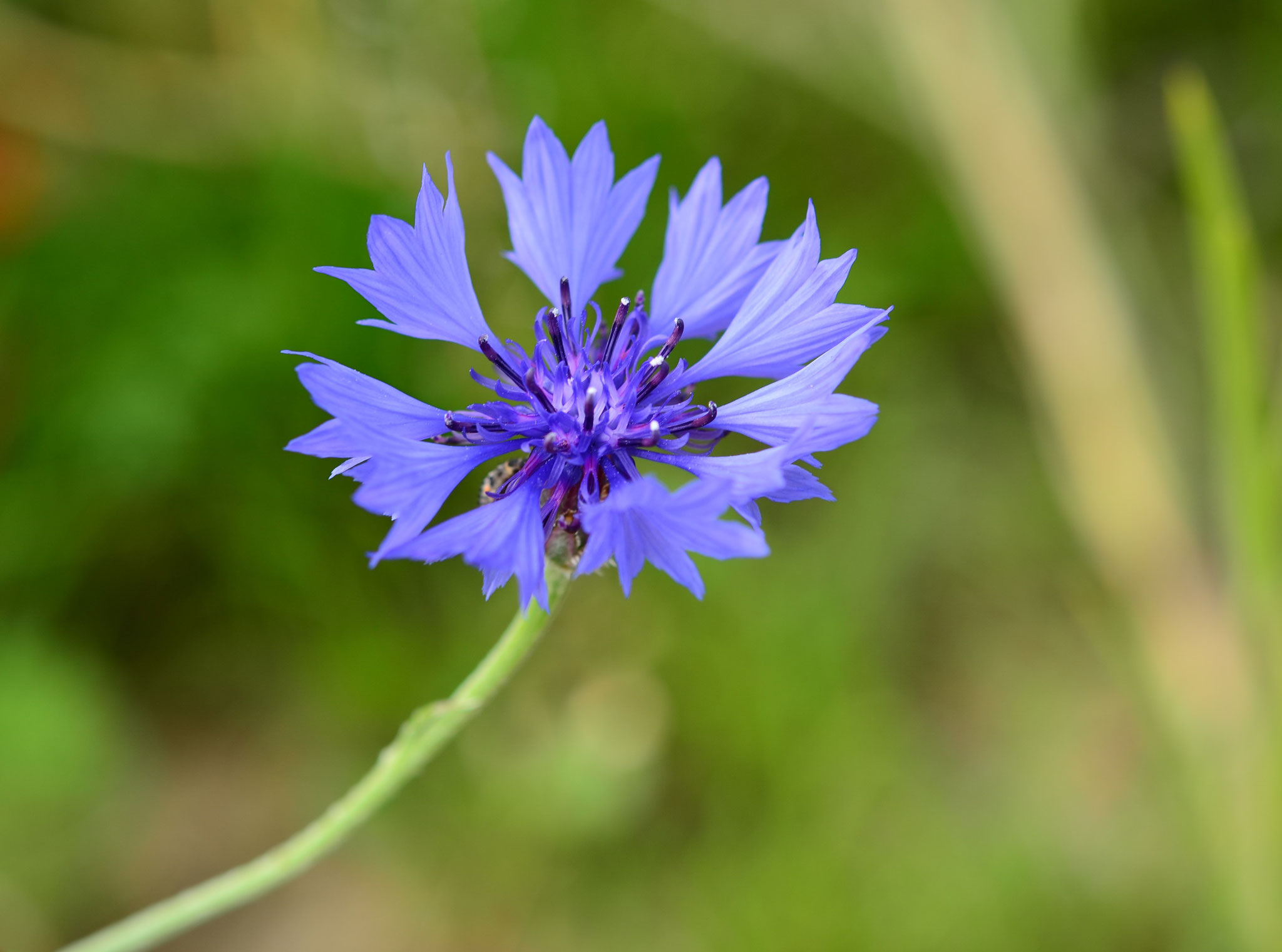 Bleuet (Mulhouse, Haut-Rhin)  Mai 2015