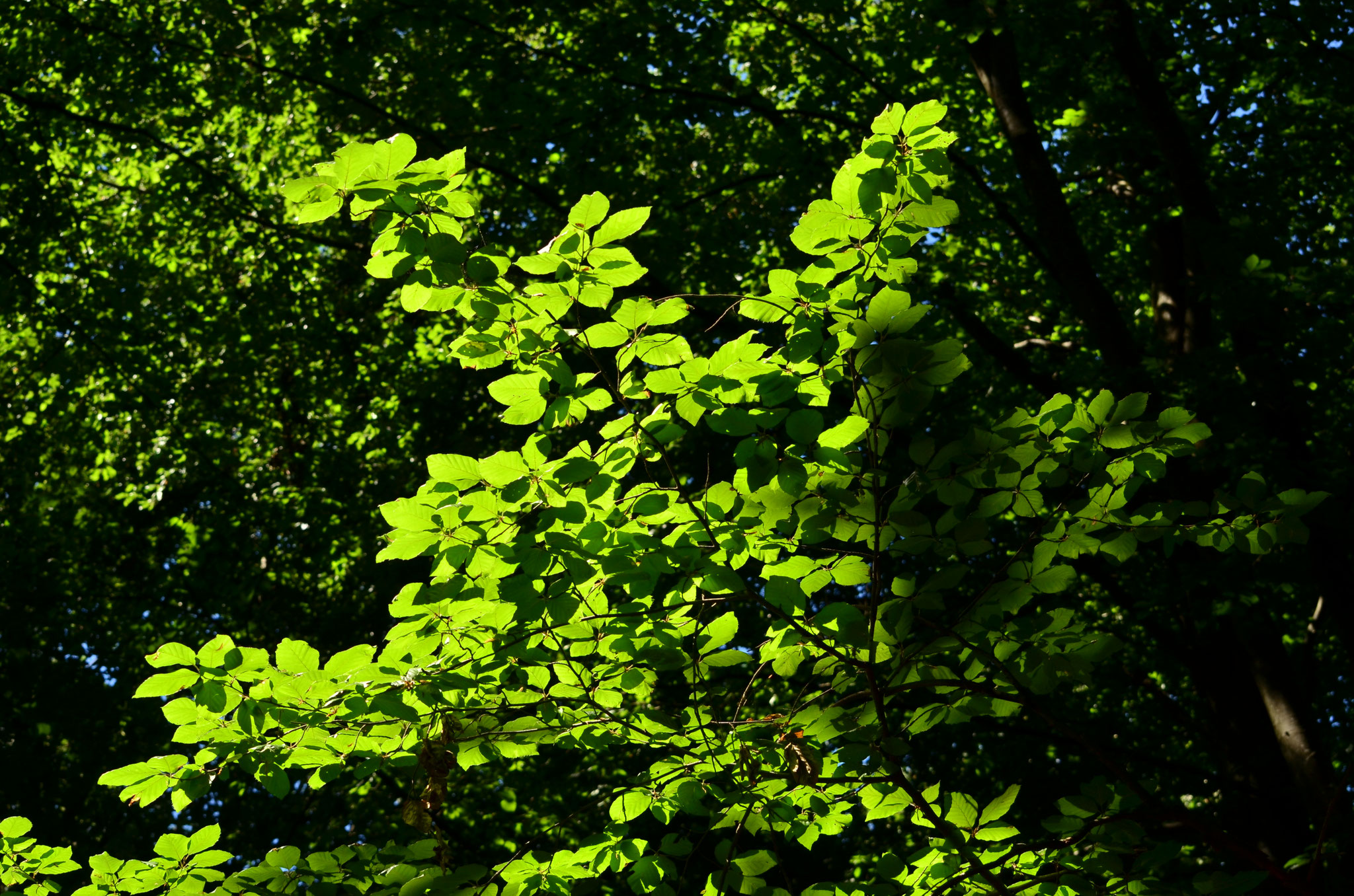 Couleur de la forêt