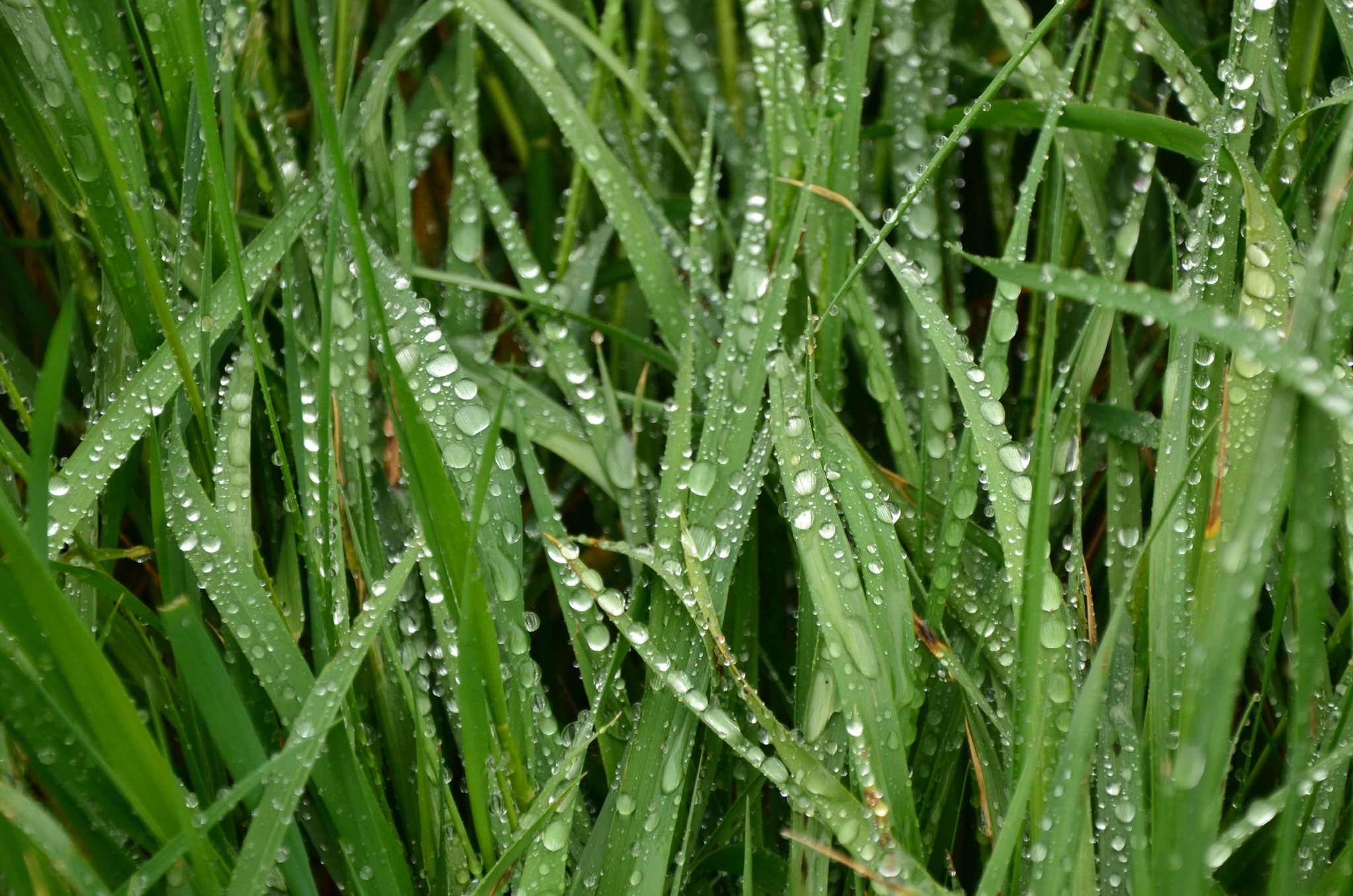 Après la pluie