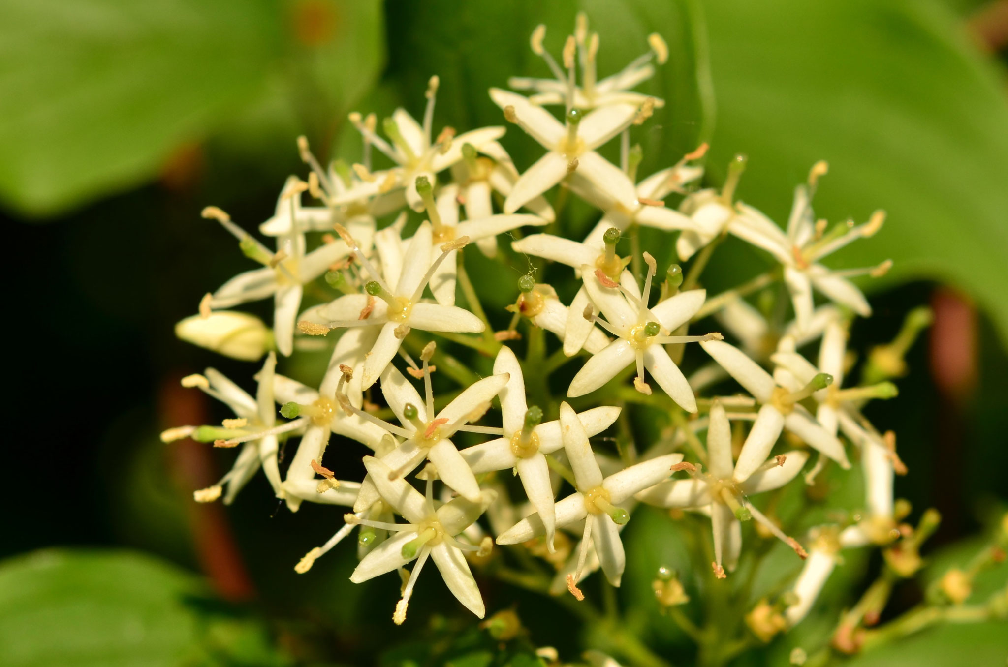 Fleurs de cornouiller sanguin