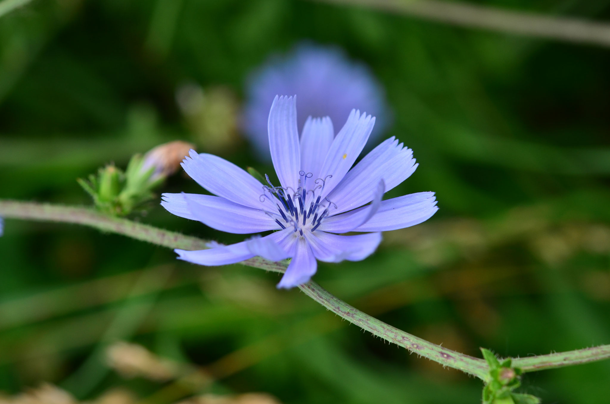 Chicorée sauvage