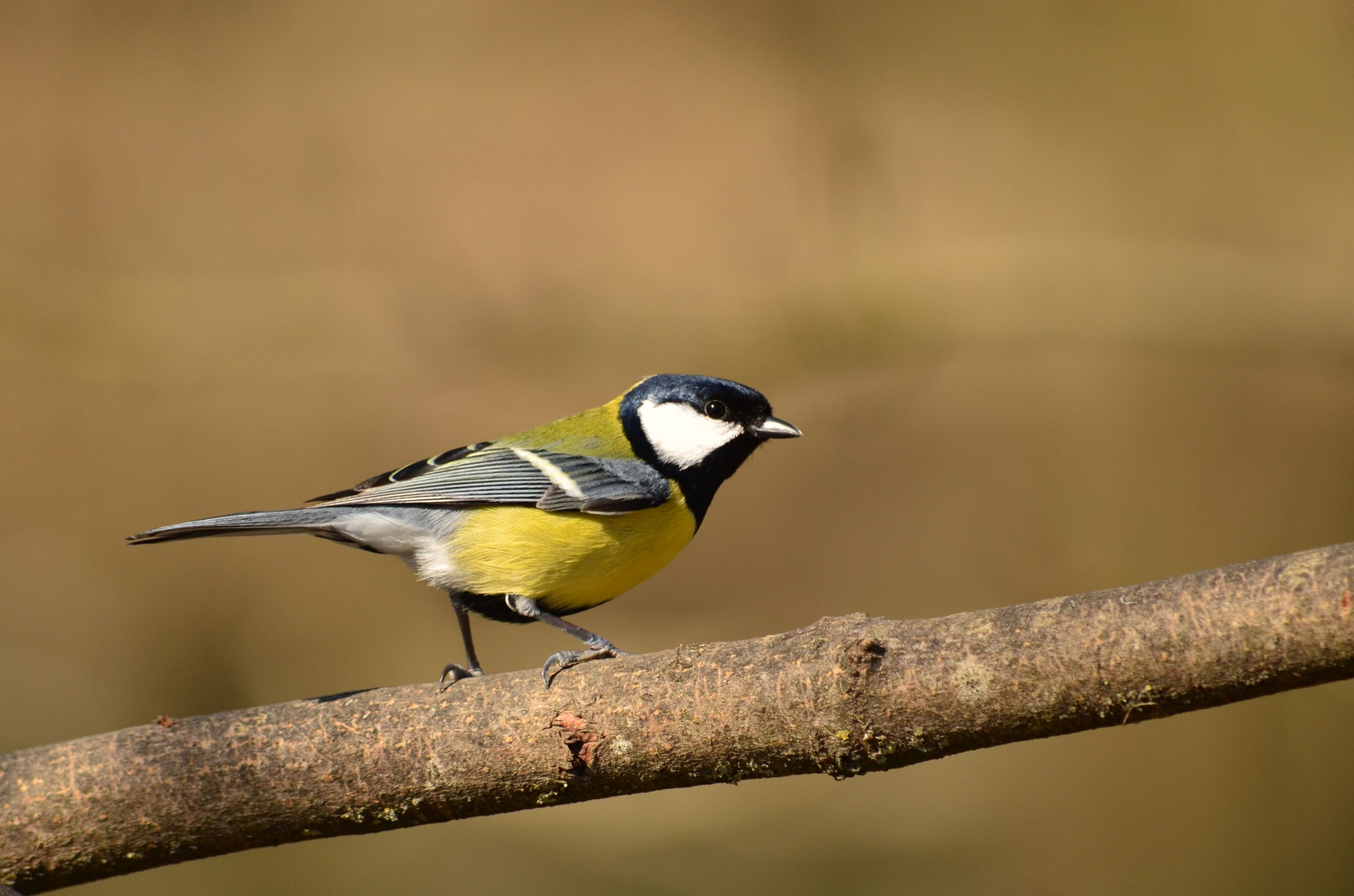Mésange charbonnière (Alsace, France)